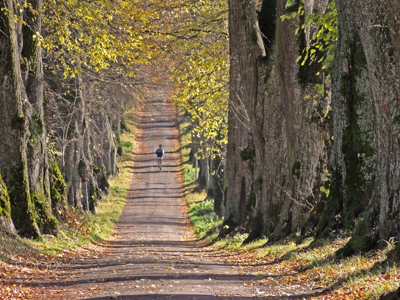 Sony DSC-HX5V sample photo. Jogging between lime trees photography