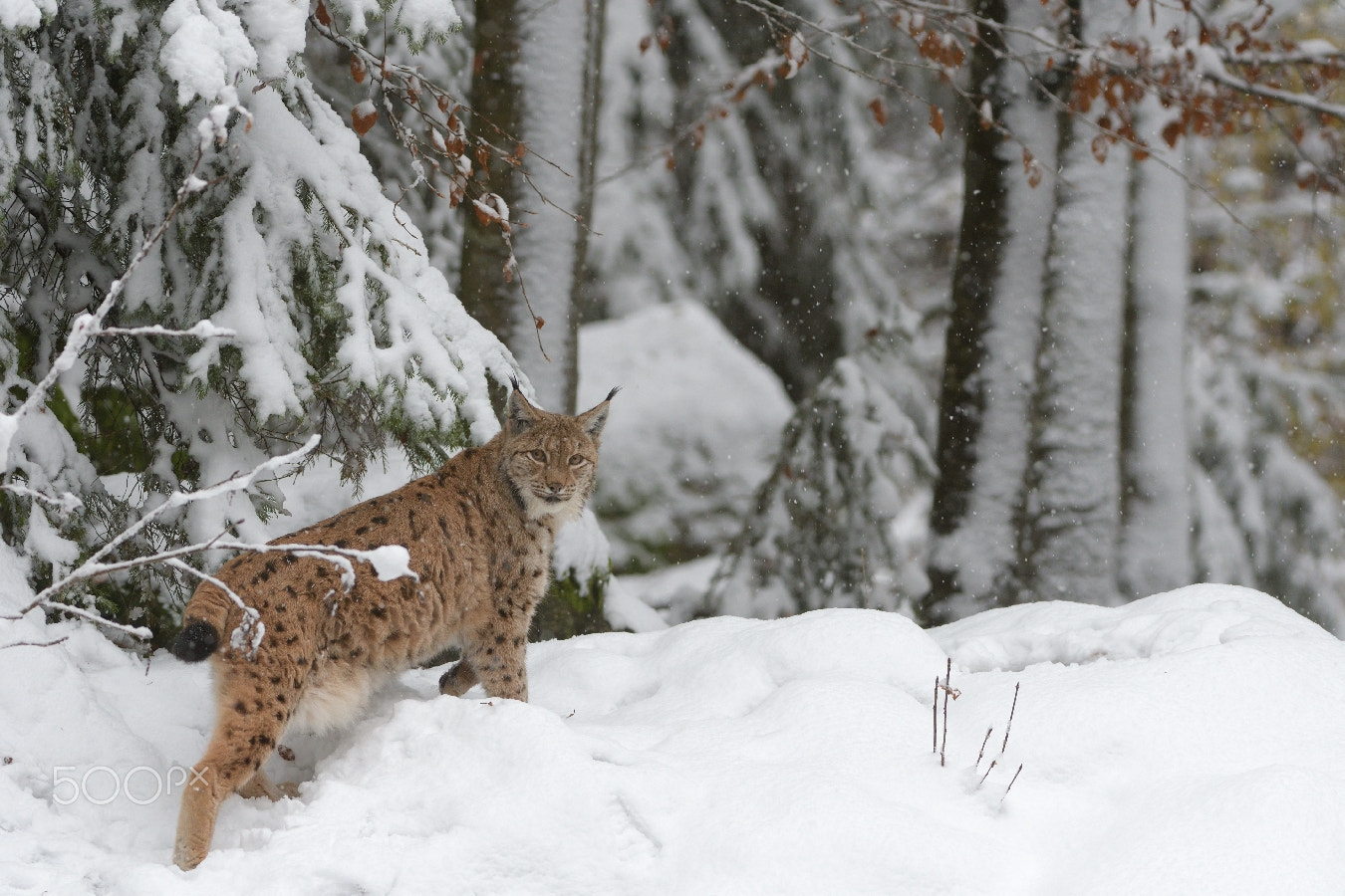 Nikon AF-S Nikkor 200-400mm F4G ED-IF VR sample photo. Et tombe la neige.... photography