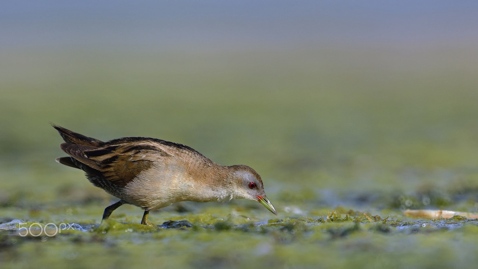 Nikon D7100 + Nikon AF-S Nikkor 500mm F4G ED VR sample photo. Little crake photography