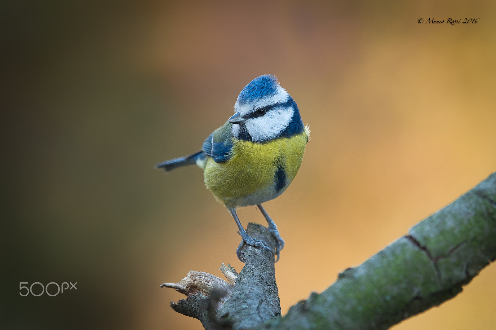 Nikon AF-S Nikkor 500mm F4E FL ED VR sample photo. Cinciarella - blue tit. photography