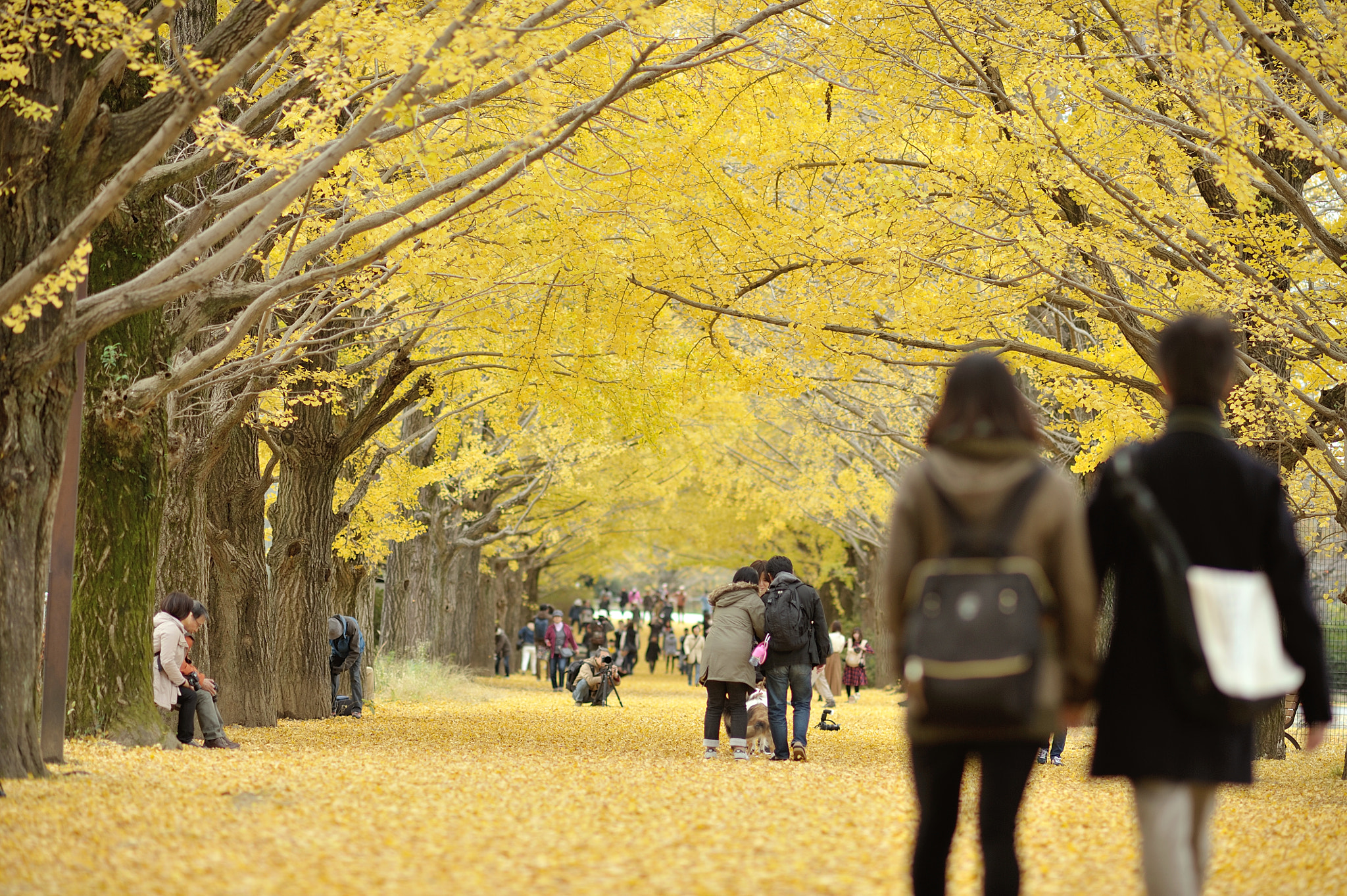 AF DC-Nikkor 135mm f/2D sample photo. Autumn for tokyoites photography