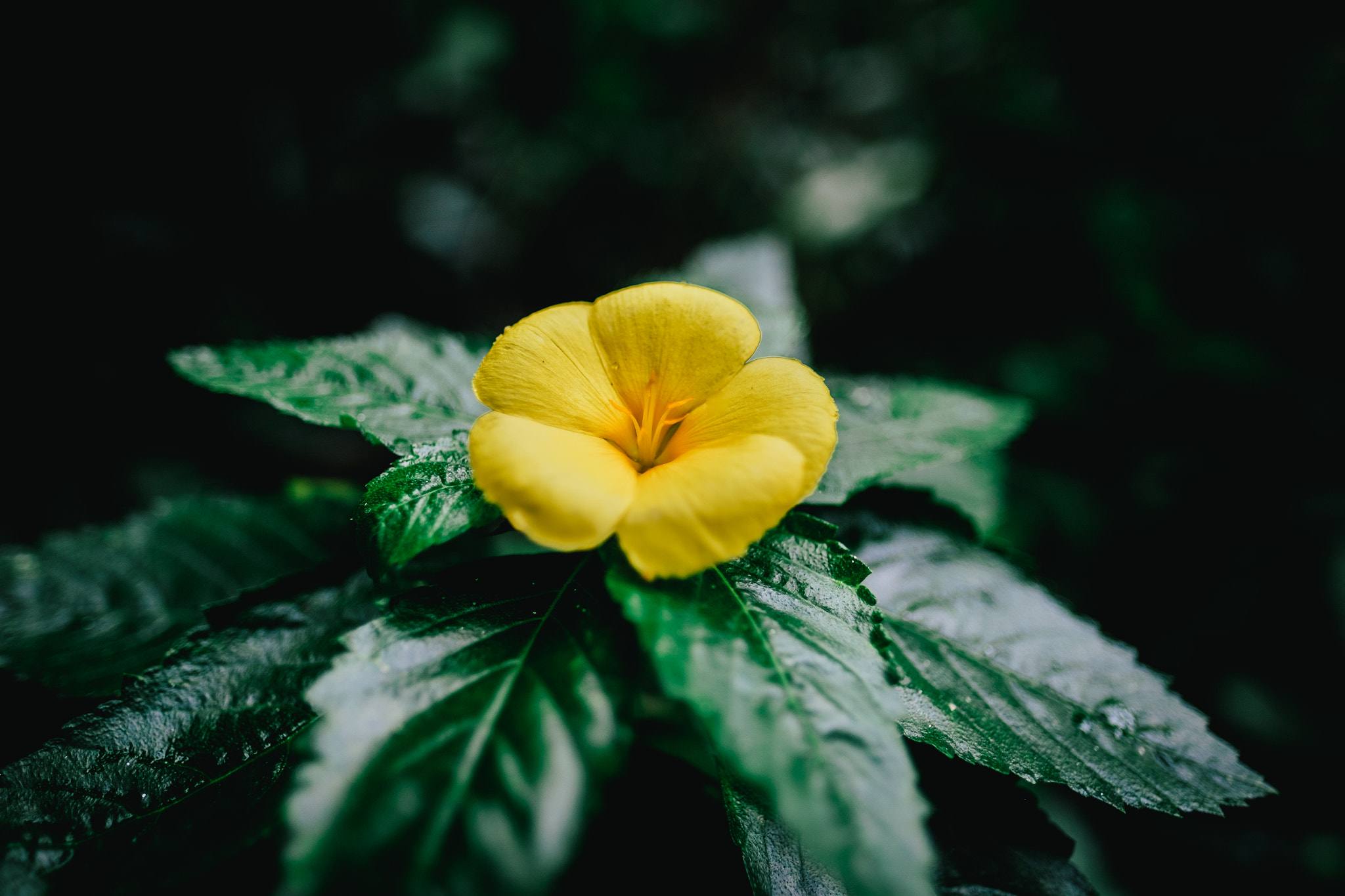 Fujifilm X-T10 + Fujifilm XF 16mm F1.4 R WR sample photo. Yellow flower photography