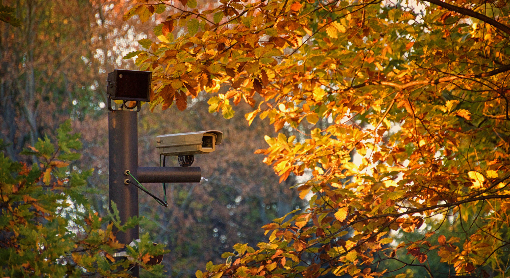 Canon EOS 100D (EOS Rebel SL1 / EOS Kiss X7) sample photo. Peekaboo. photography