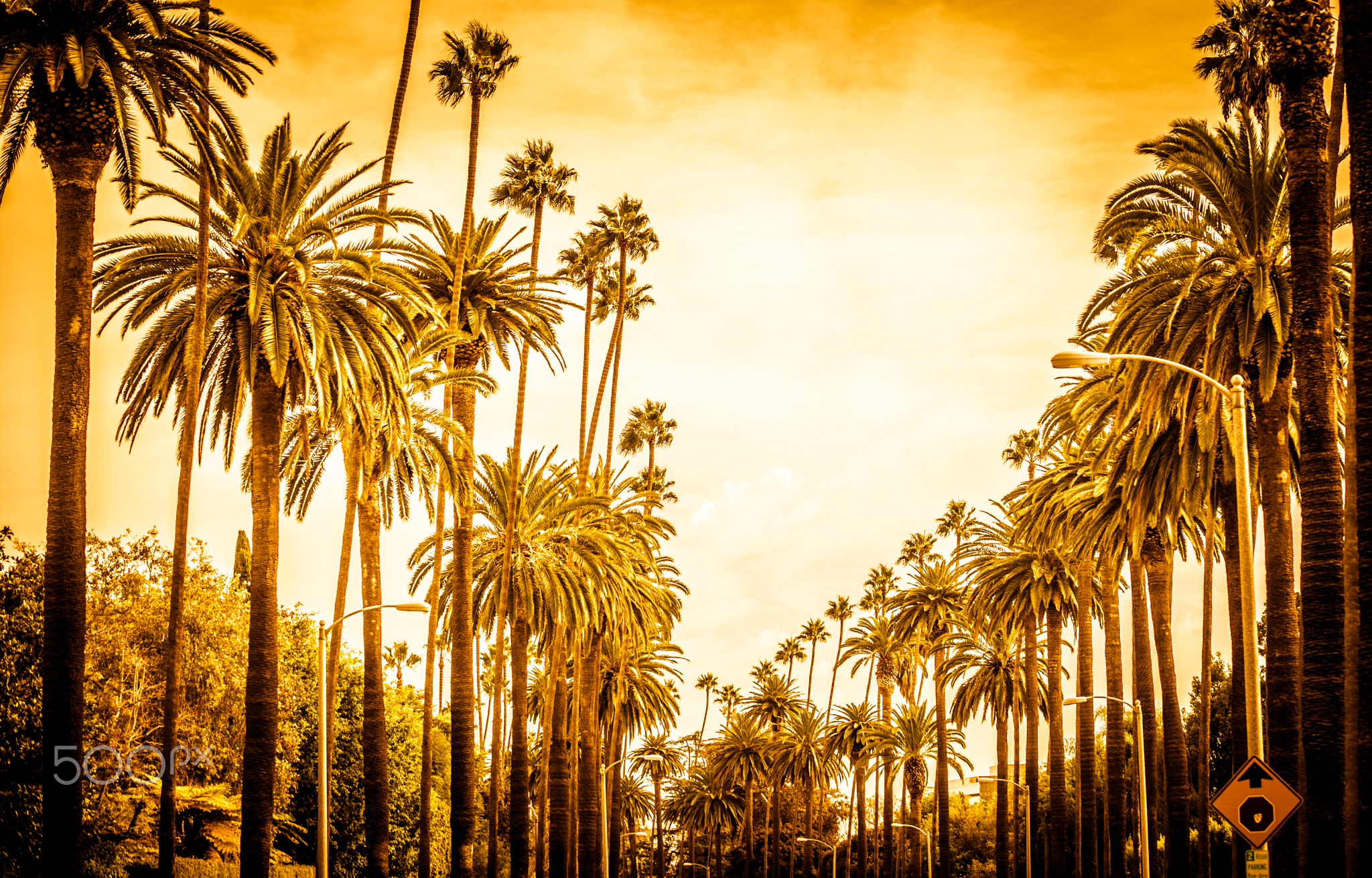 Palm trees in Los angeles