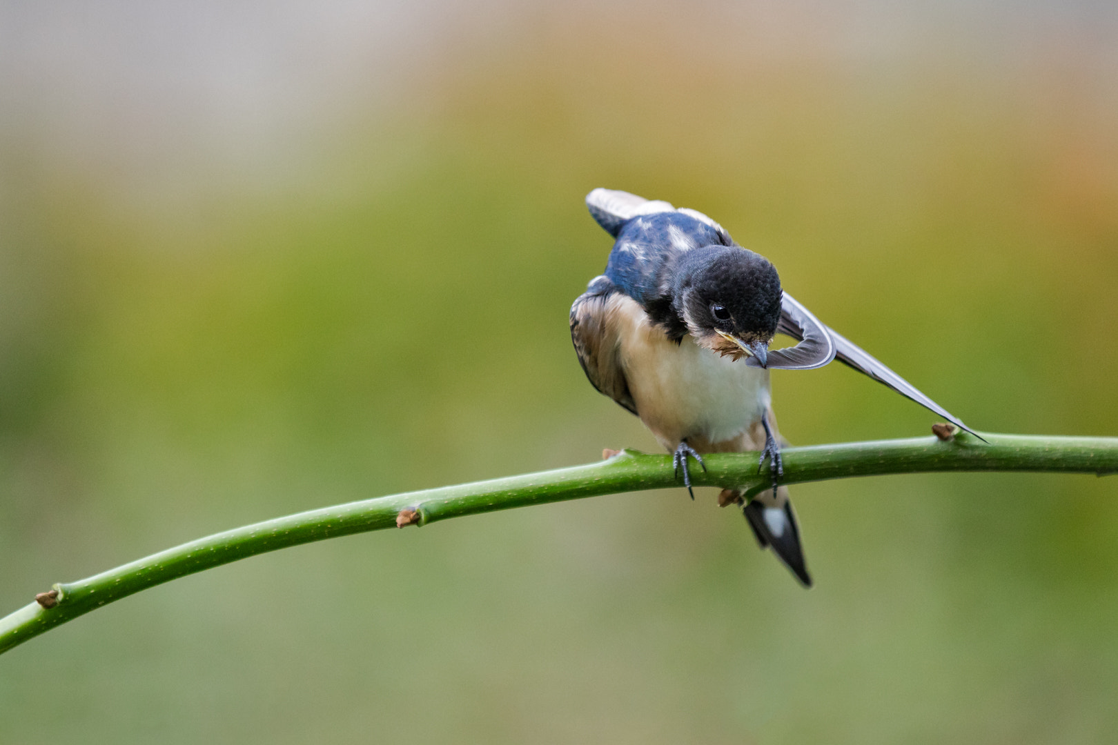 Canon EOS 5DS R sample photo. Une hirondelle photography