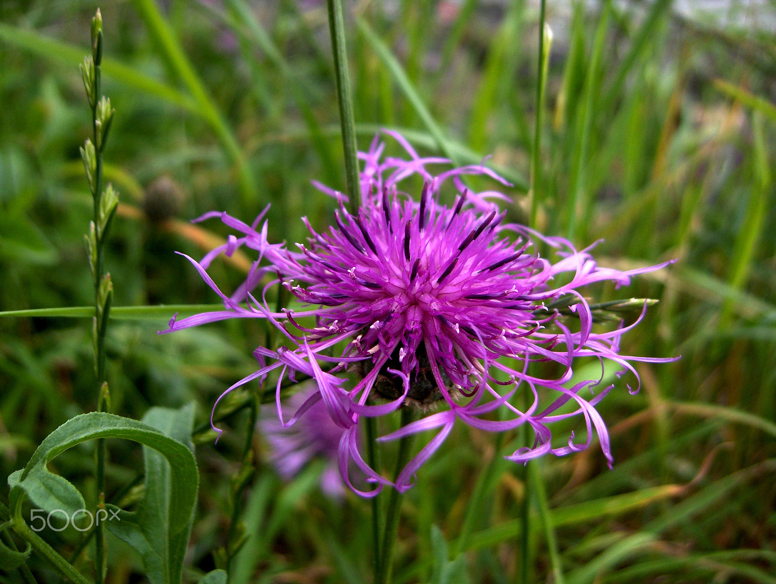 HP PHOTOSMART R707 (V01.00) sample photo. Wiesenblume photography