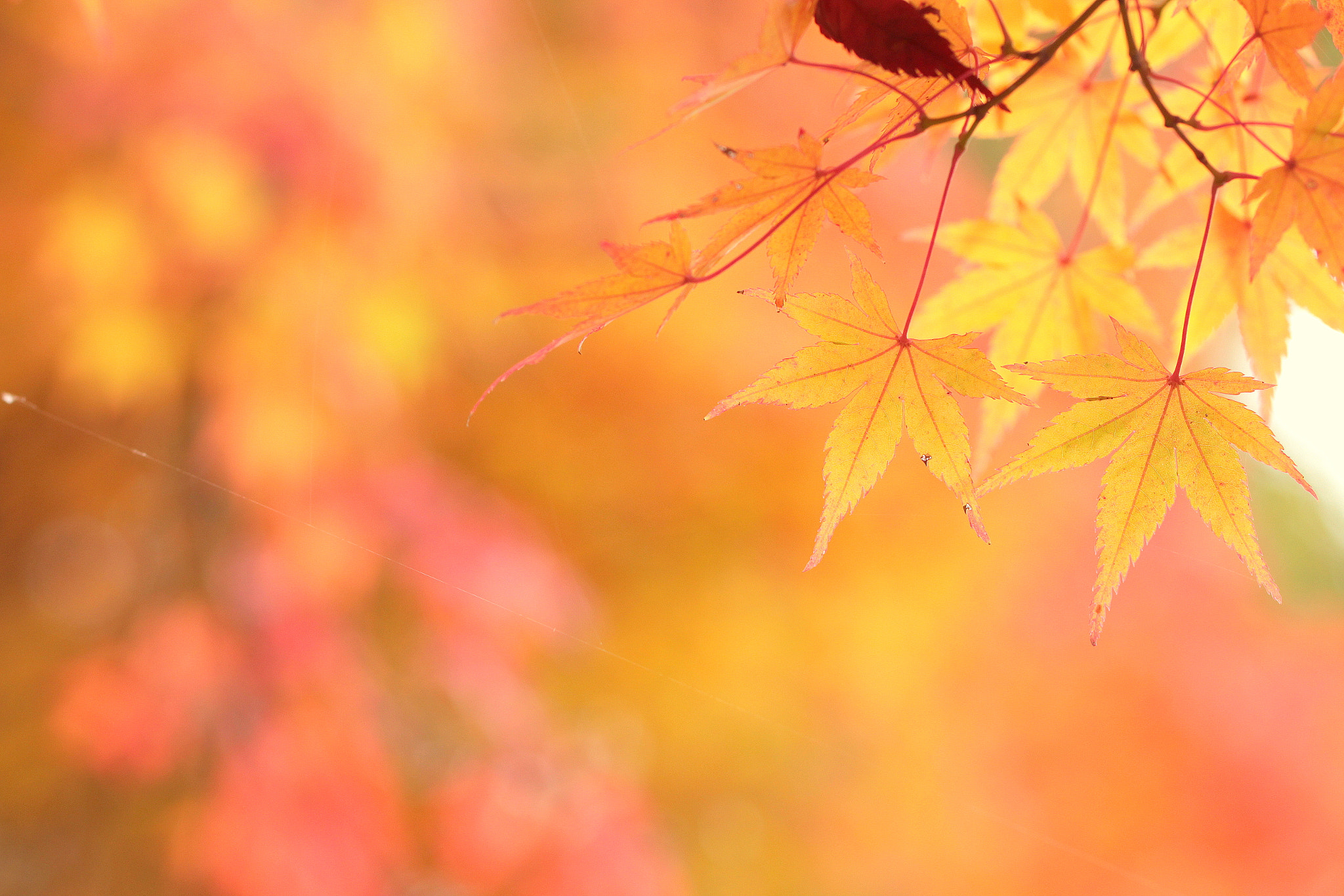 Canon EOS 650D (EOS Rebel T4i / EOS Kiss X6i) sample photo. Season of autumn leaves photography