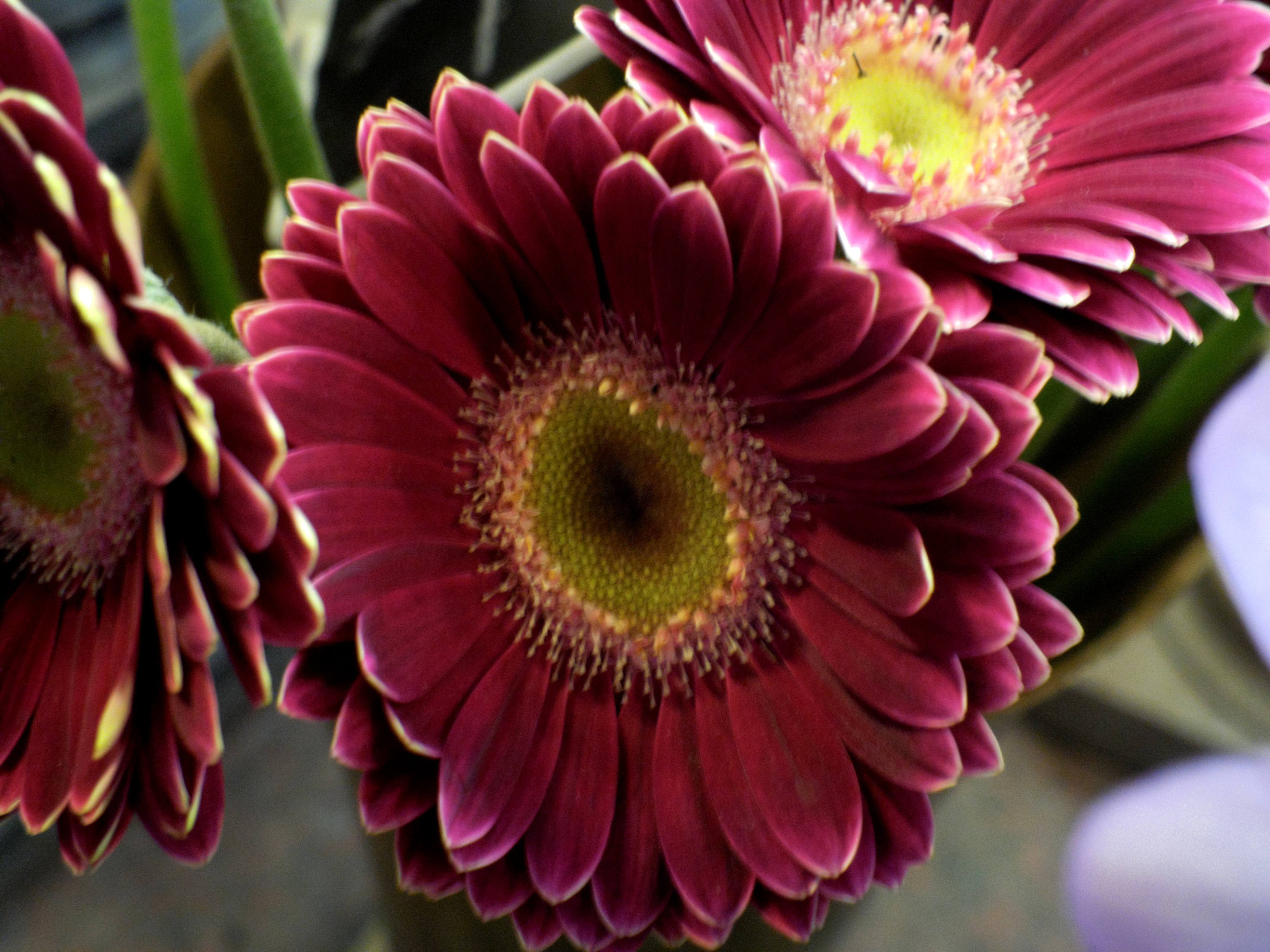 Benq G1 sample photo. Gerbery photography