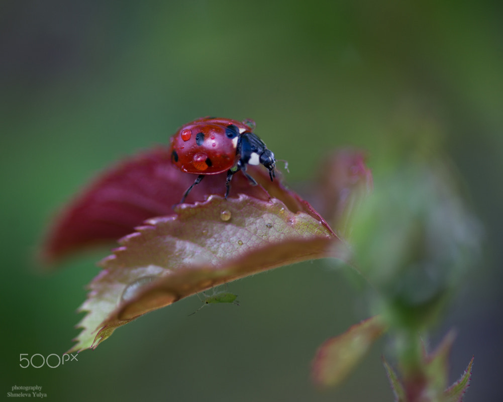 Sony a99 II + Minolta AF 100mm F2.8 Macro [New] sample photo. Hunting photography