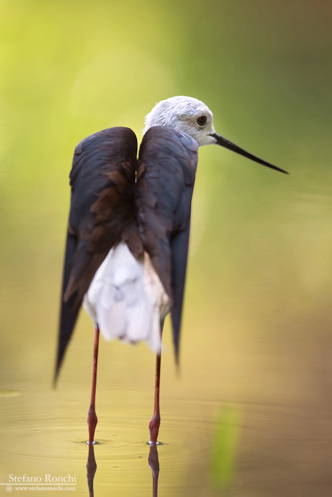 Canon EOS-1D Mark III + Canon EF 300mm F2.8L IS USM sample photo. The angel photography