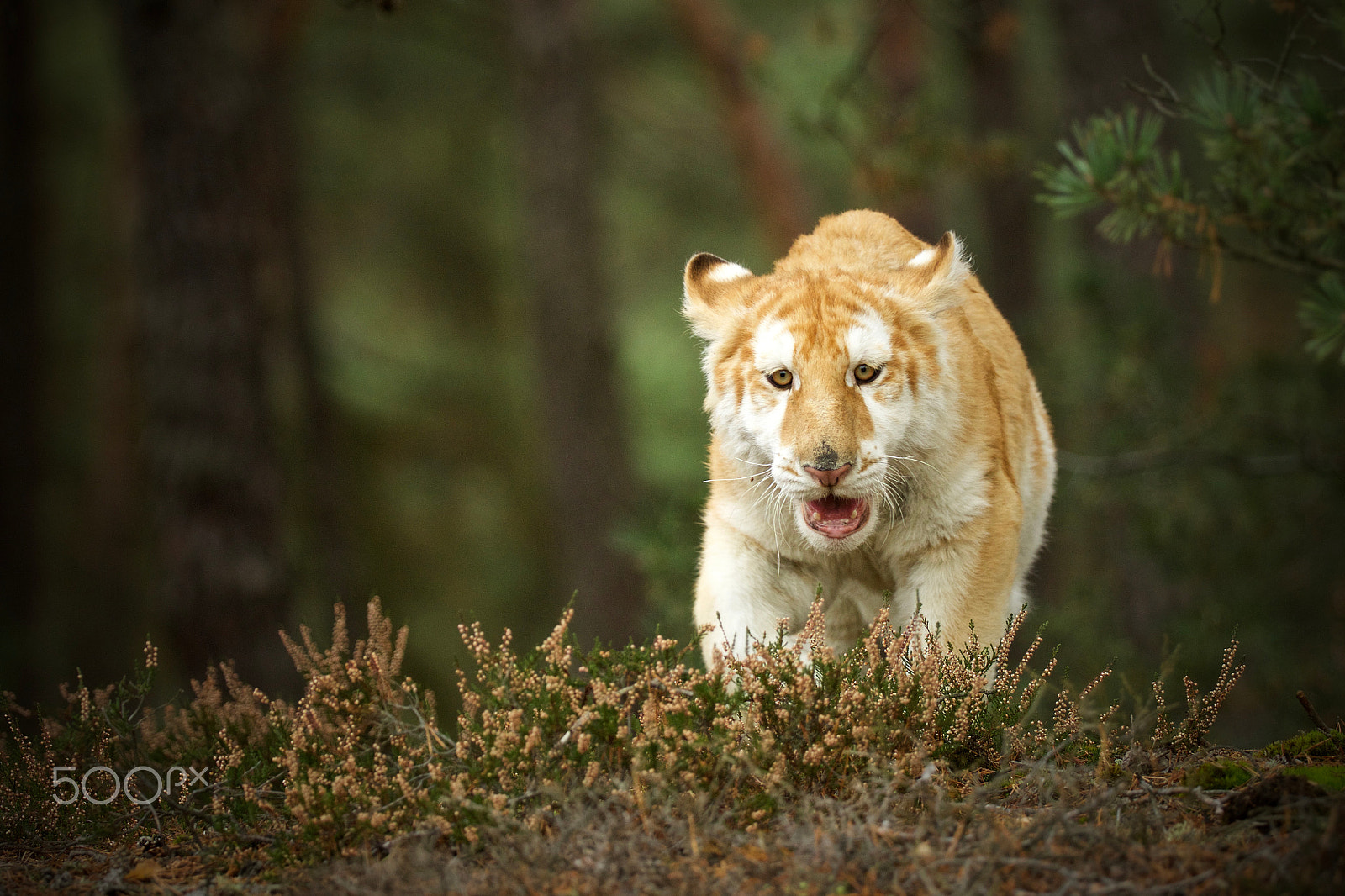 Canon EF 200-400mm F4L IS USM Extender 1.4x sample photo. Tygr bengálský (panthera tigris tigris) photography