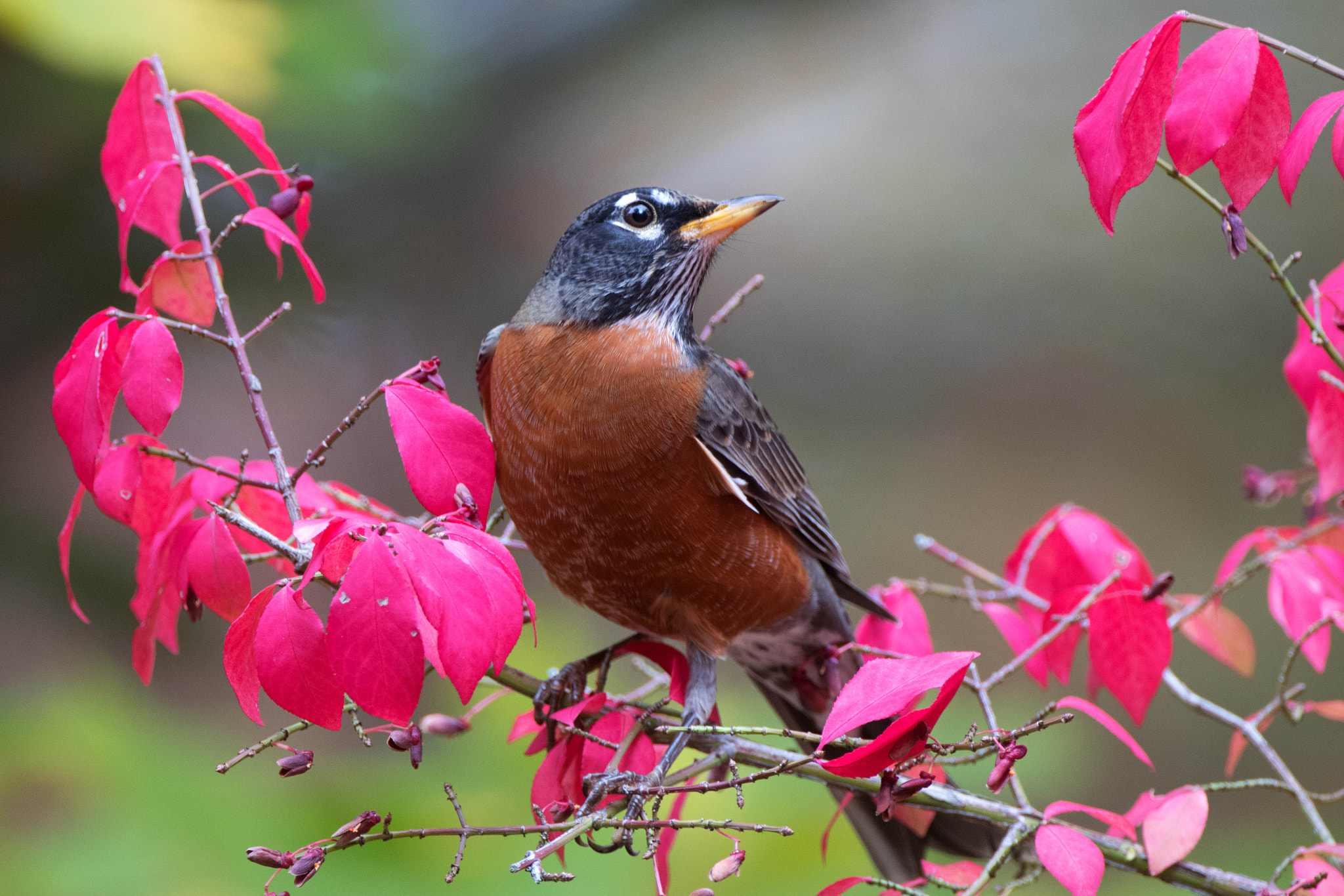 Canon EOS 80D + Canon EF 500mm F4L IS USM sample photo. Robin red photography