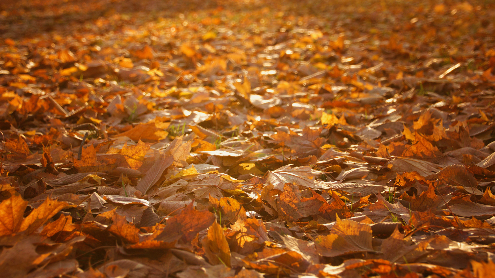 Canon EOS 100D (EOS Rebel SL1 / EOS Kiss X7) sample photo. The fall. photography