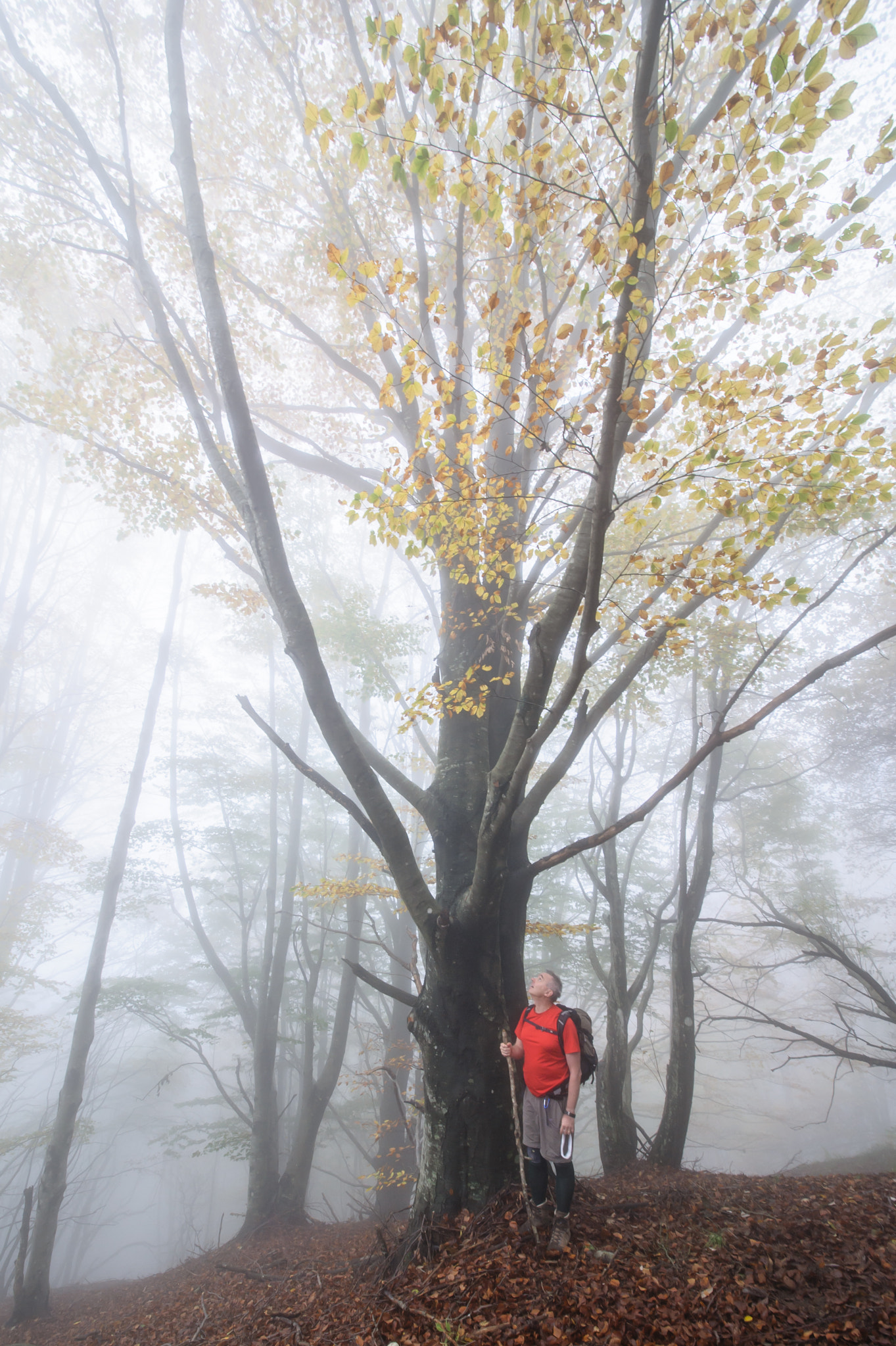 Nikon D700 + Sigma 12-24mm F4.5-5.6 II DG HSM sample photo. Big beech photography