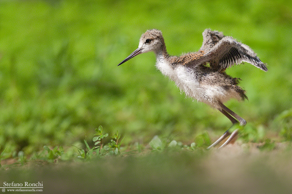 Canon EF 300mm F2.8L IS USM sample photo. I can fly photography