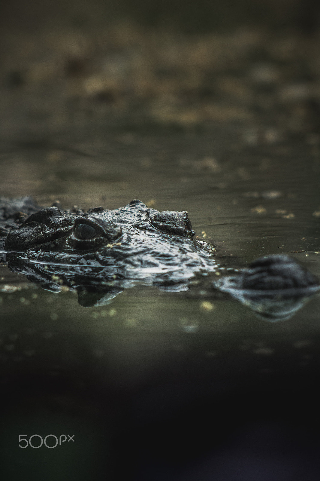 Canon EF 70-210mm f/3.5-4.5 USM sample photo. The predator photography