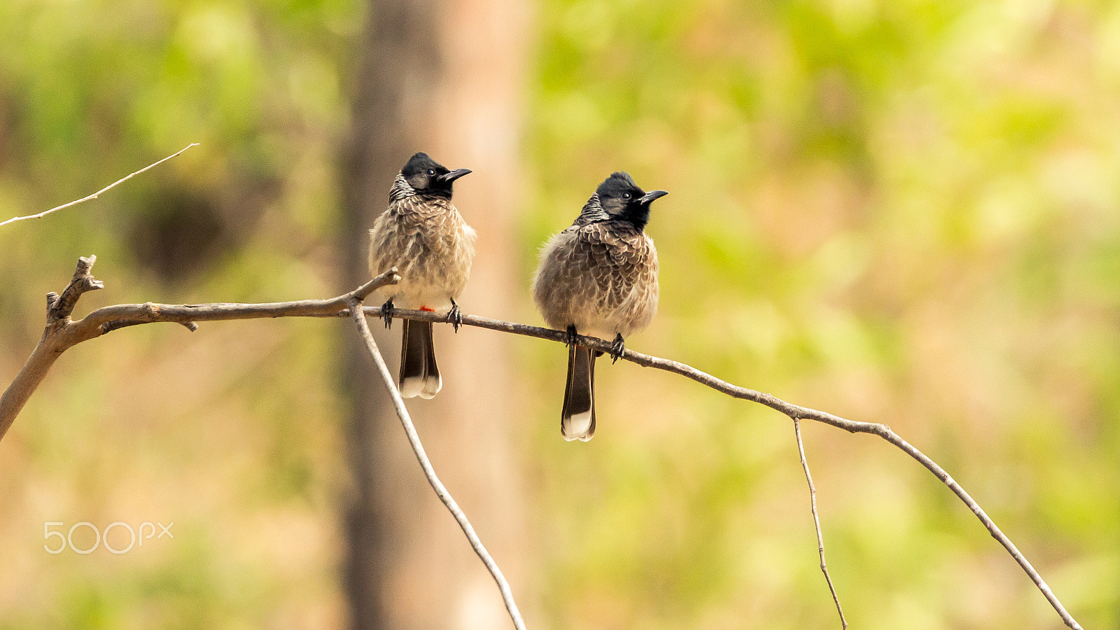 150-600mm F5-6.3 DG OS HSM | Contemporary 015 sample photo. Red-vented bulbul photography