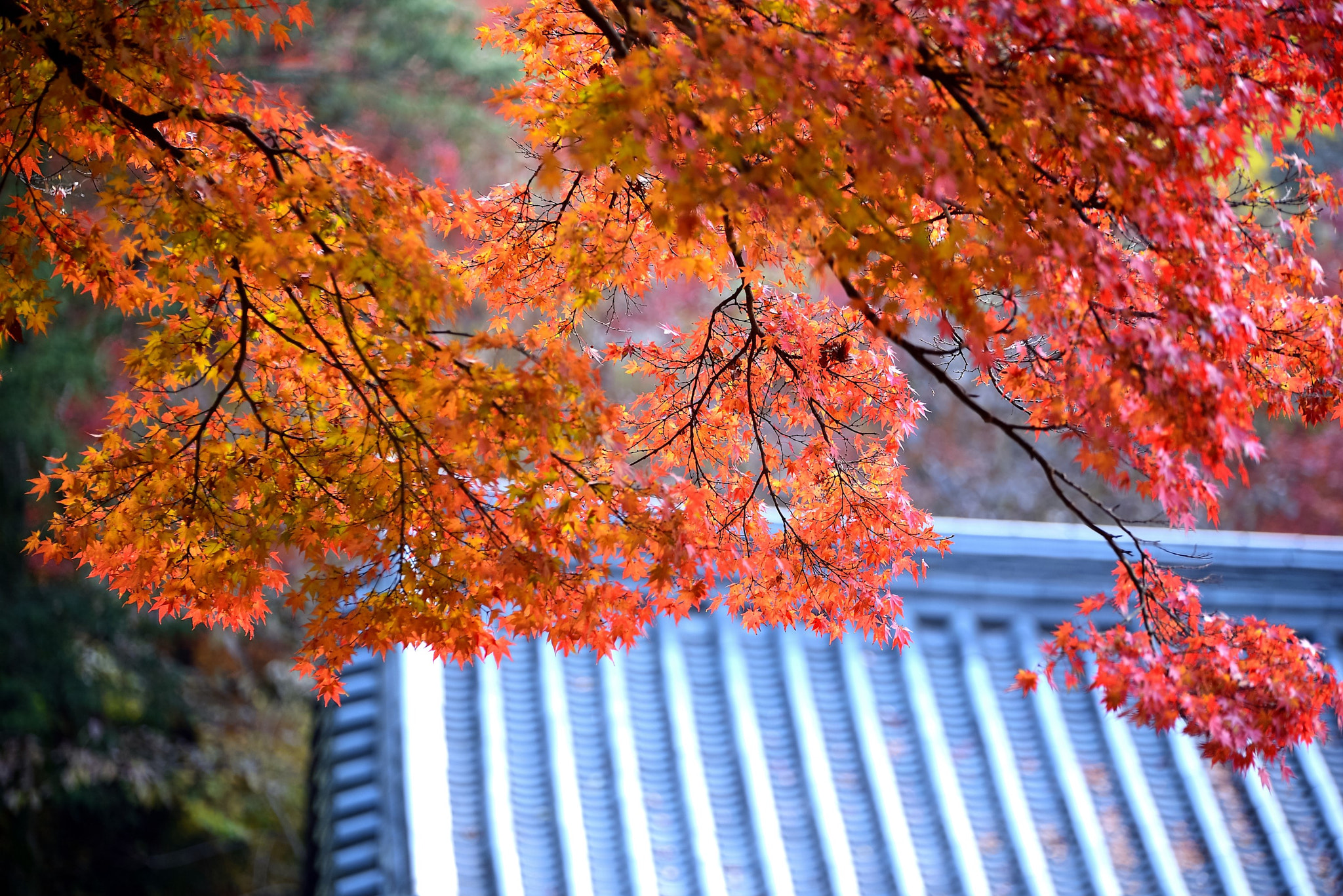 Tamron SP 70-200mm F2.8 Di VC USD sample photo. 16f_6166_701.jpg photography