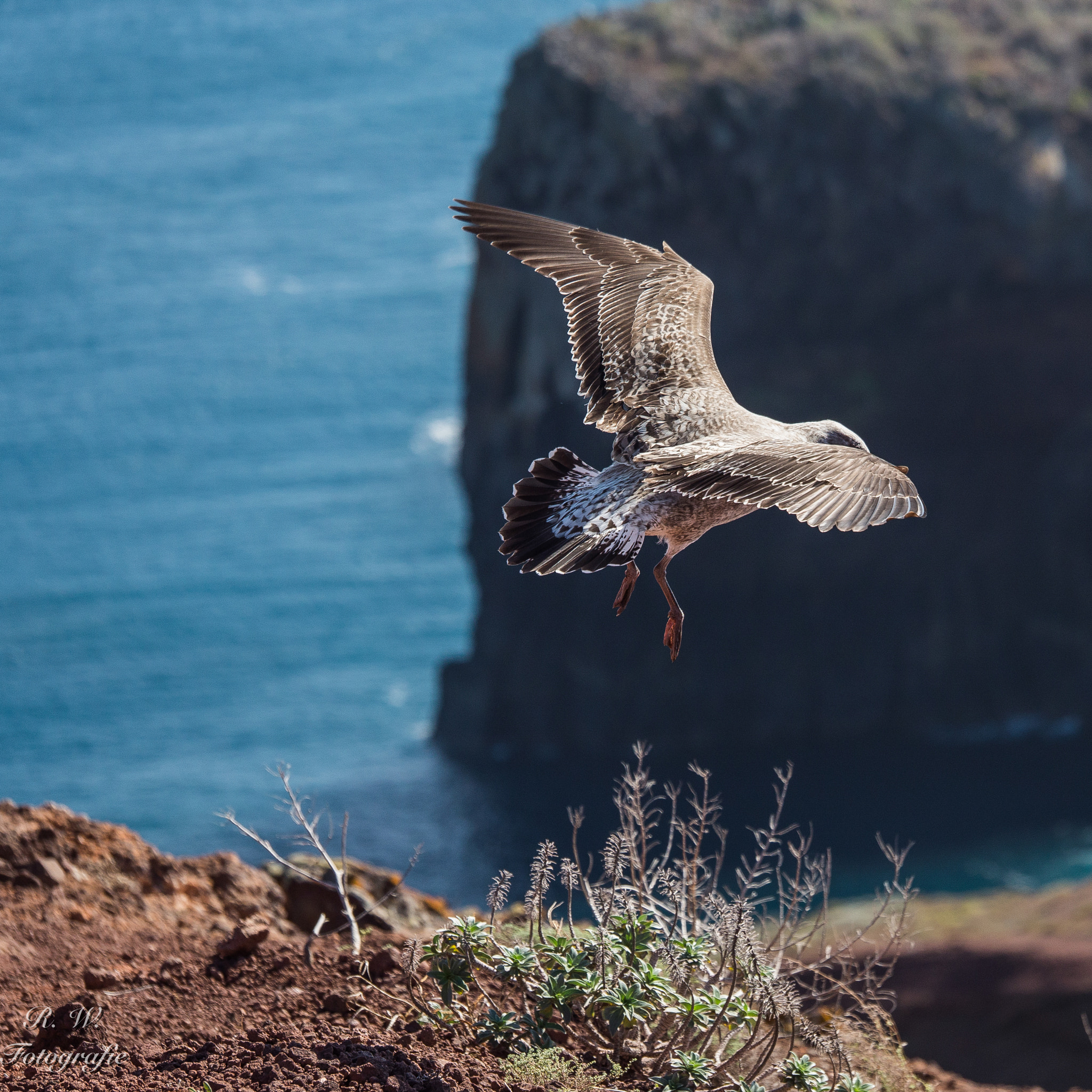 Panasonic Lumix G X Vario 35-100mm F2.8 OIS sample photo. Landung photography