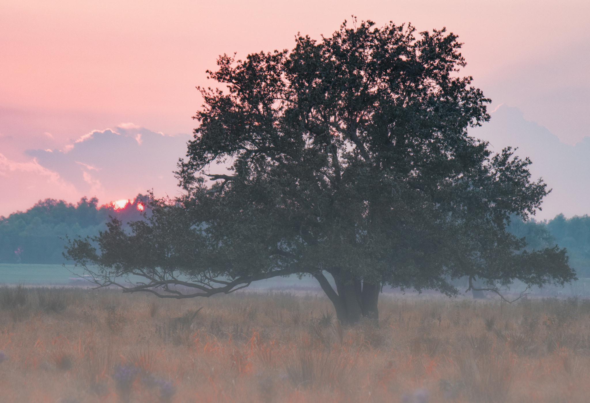 Canon EOS 750D (EOS Rebel T6i / EOS Kiss X8i) sample photo. Foggy sunset photography