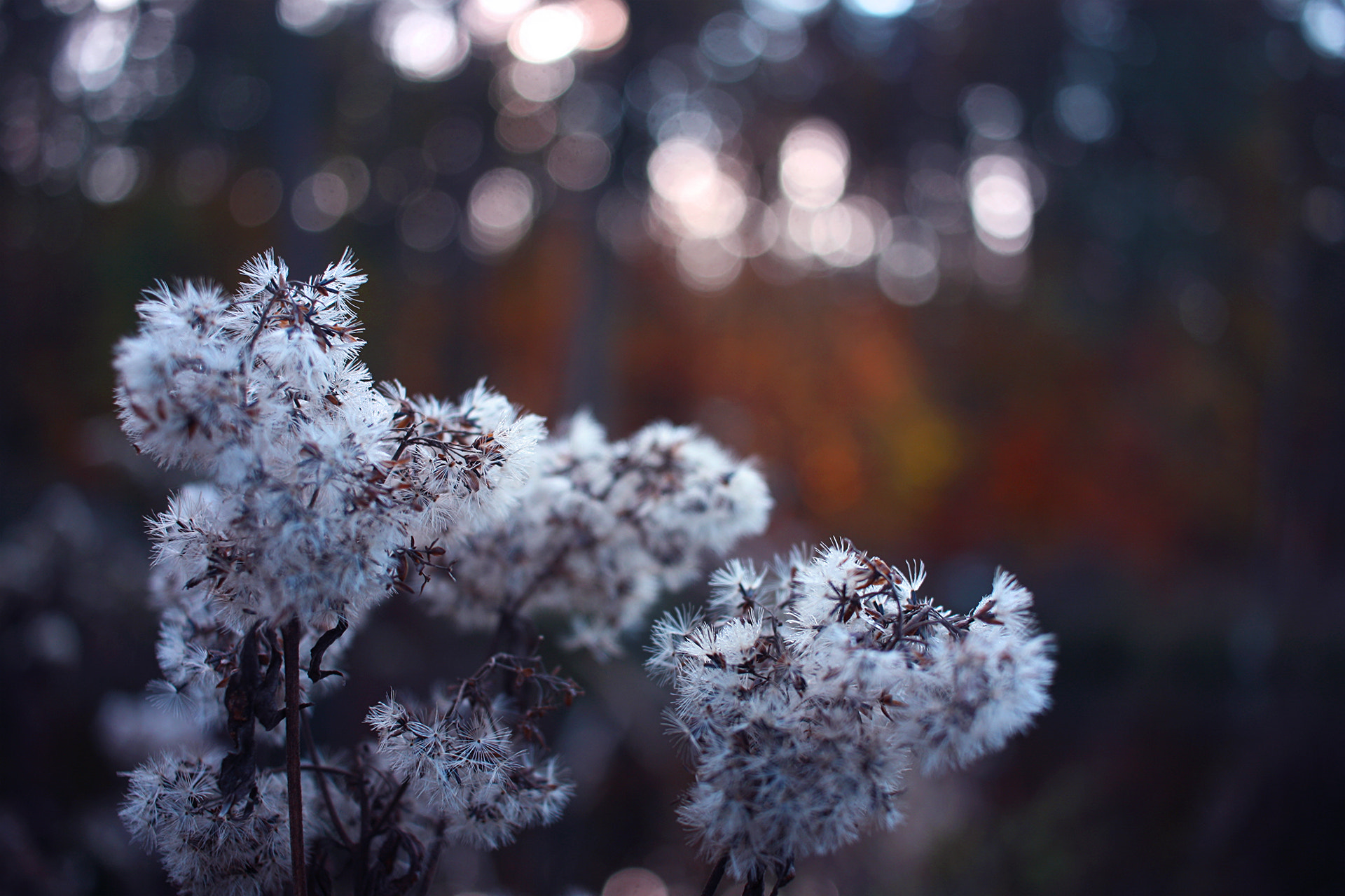 Canon EF-S 24mm F2.8 STM sample photo. Frozen photography