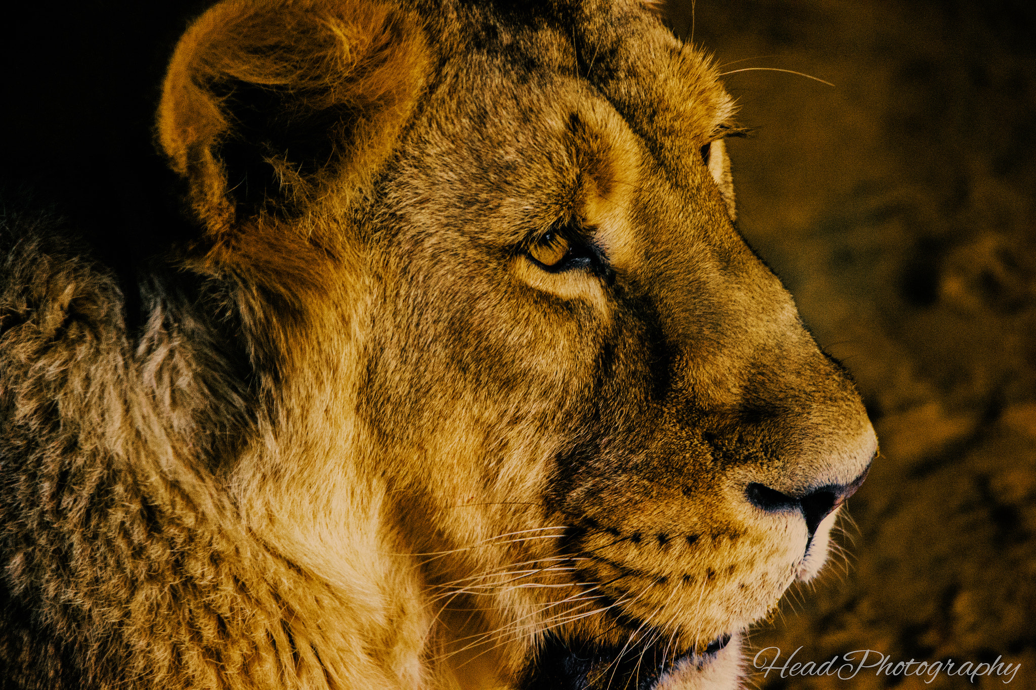 Canon EOS 550D (EOS Rebel T2i / EOS Kiss X4) sample photo. Lioness close up photography