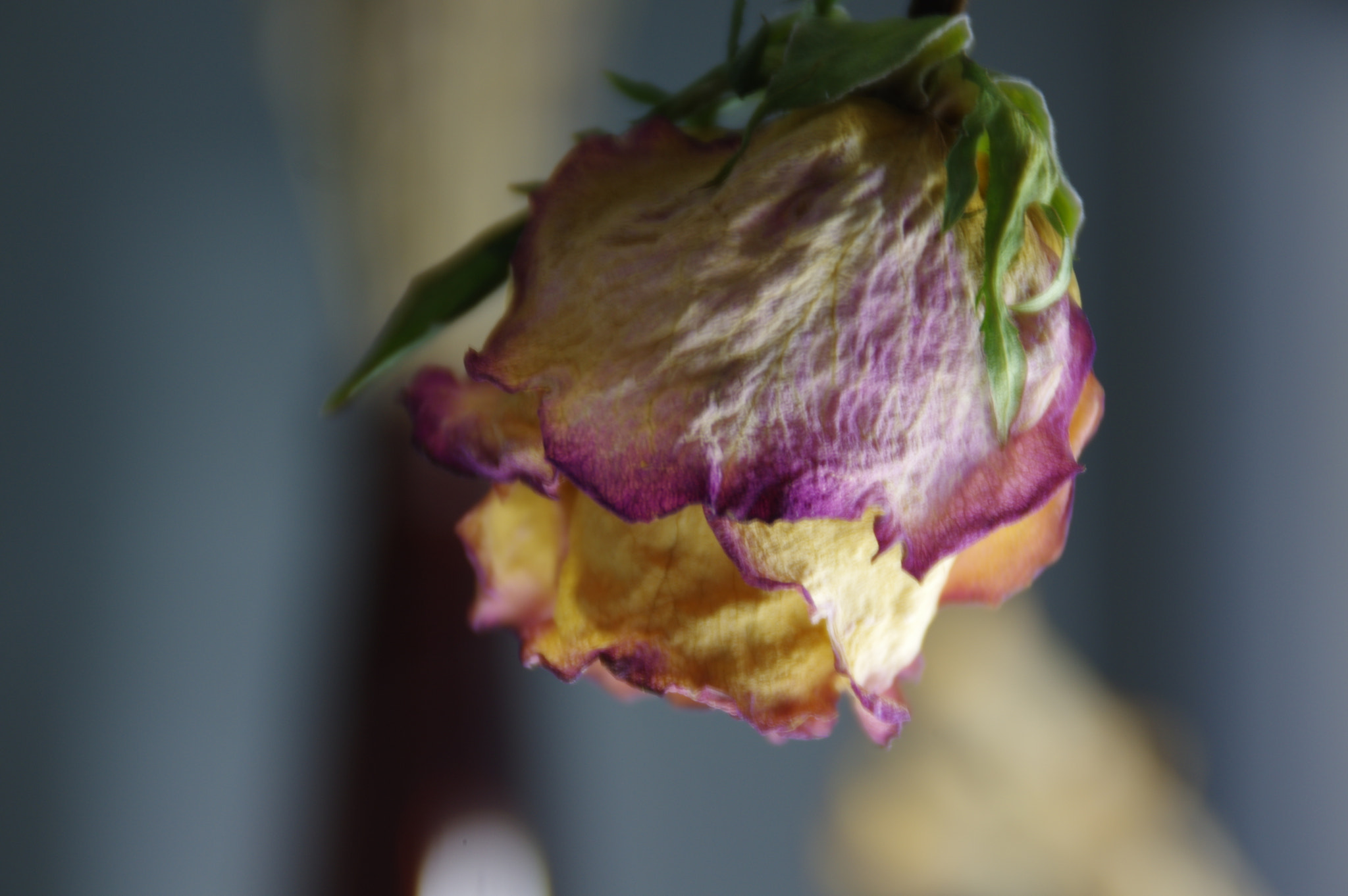 Tamron AF 18-200mm F3.5-6.3 XR Di II LD Aspherical (IF) Macro sample photo