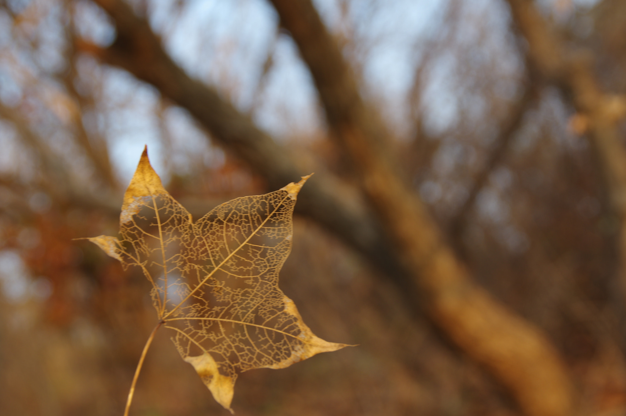 Pentax K-3 sample photo