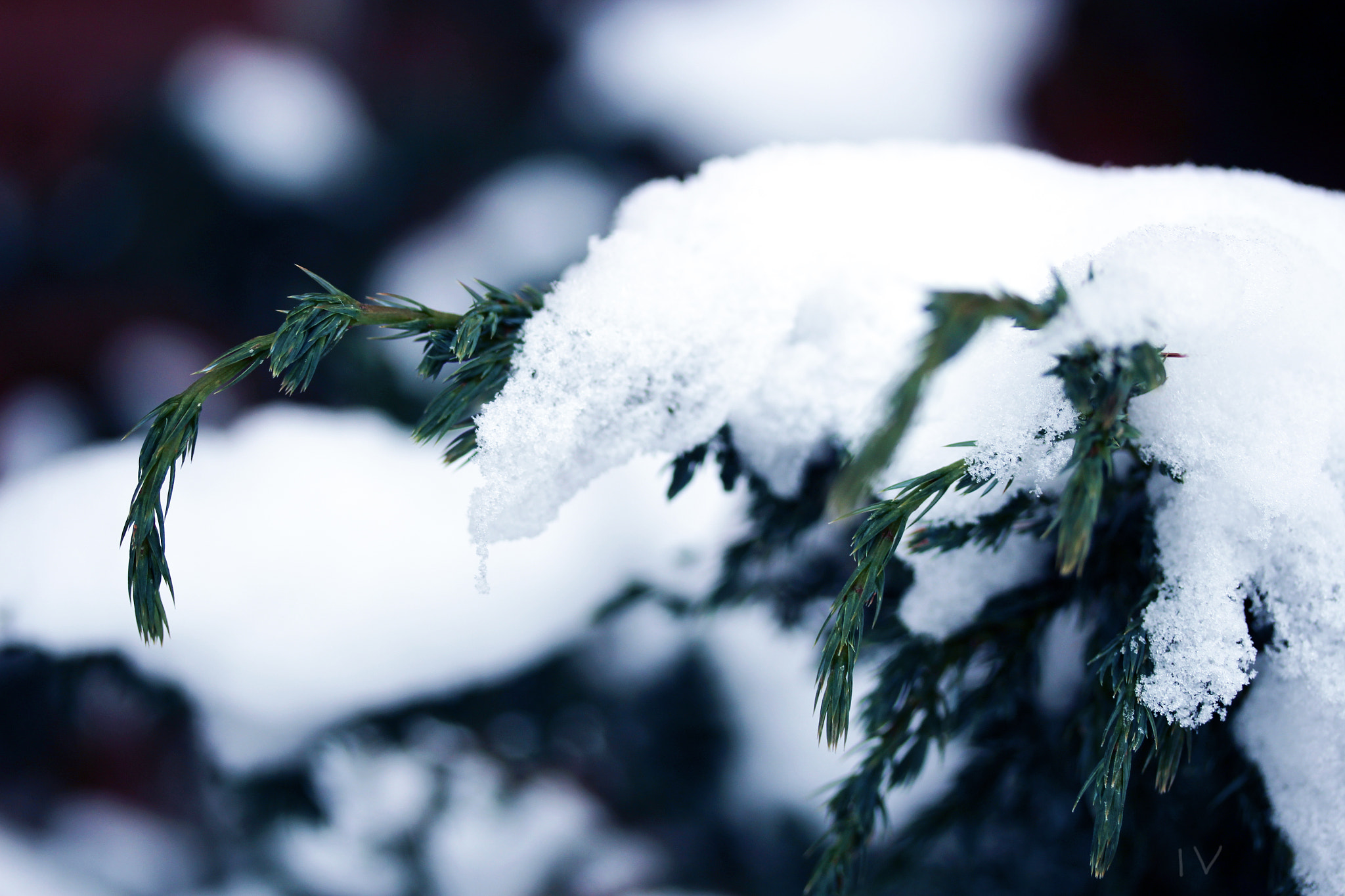 Canon EF-S 60mm F2.8 Macro USM sample photo. Winter photography