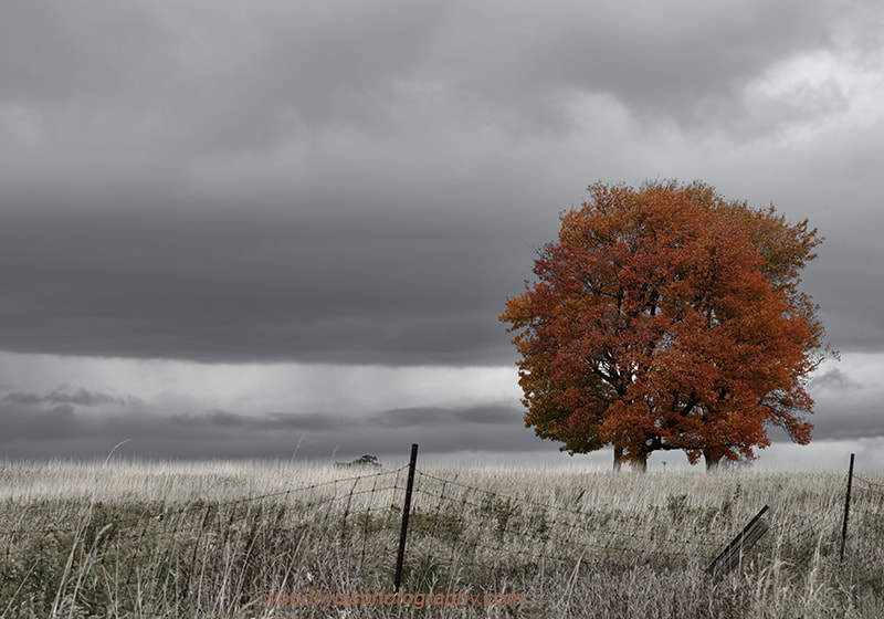 Sony a7R + Sony FE 70-200mm F4 G OSS sample photo. Lonely tree px photography