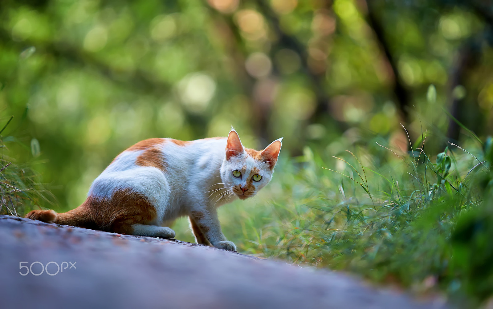 Sony a99 II + Minolta/Sony AF 70-200mm F2.8 G sample photo. Interference photography