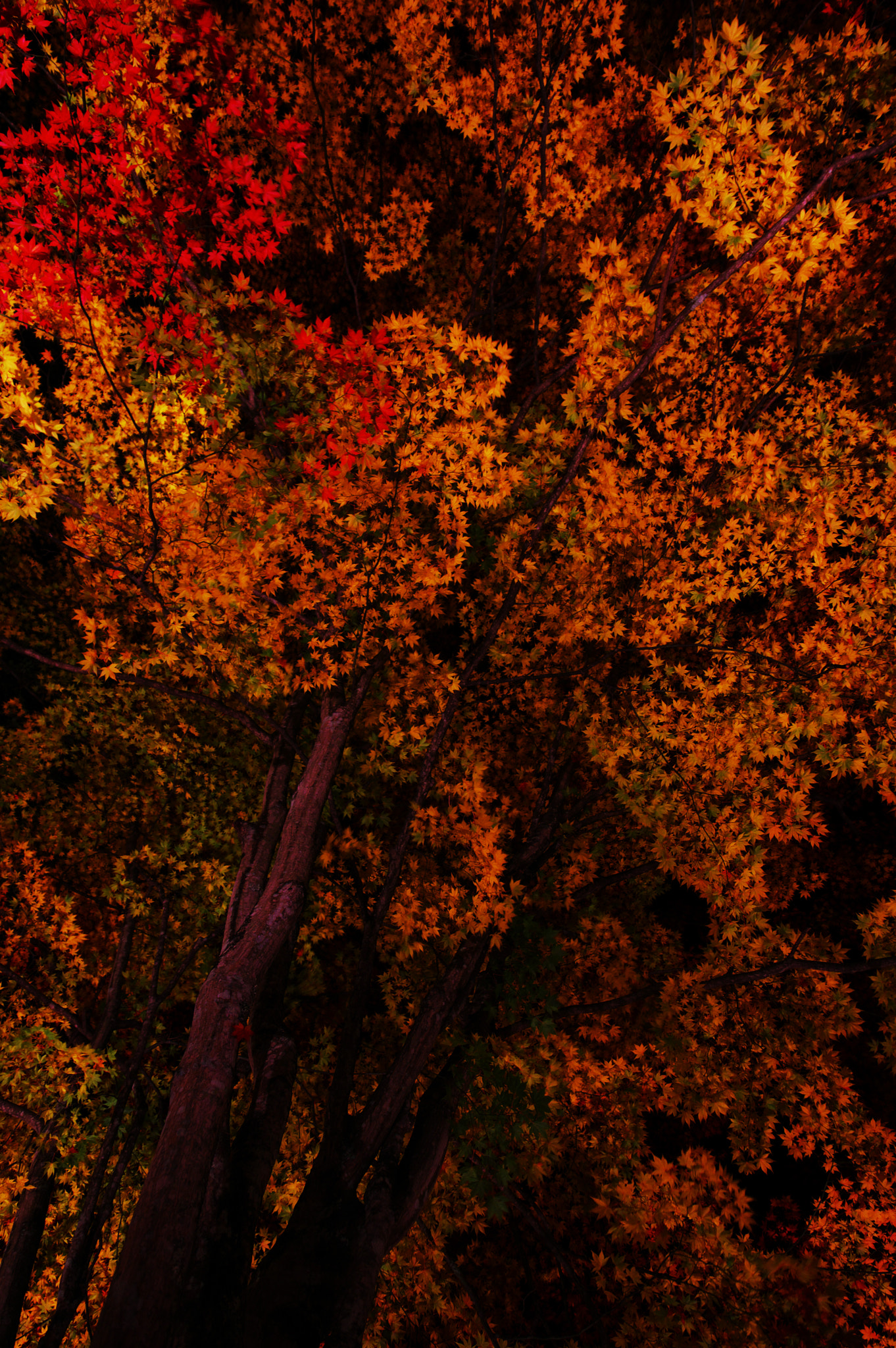 Pentax K-3 II + HD Pentax DA 16-85mm F3.5-5.6 ED DC WR sample photo. Red leaves of autumn photography