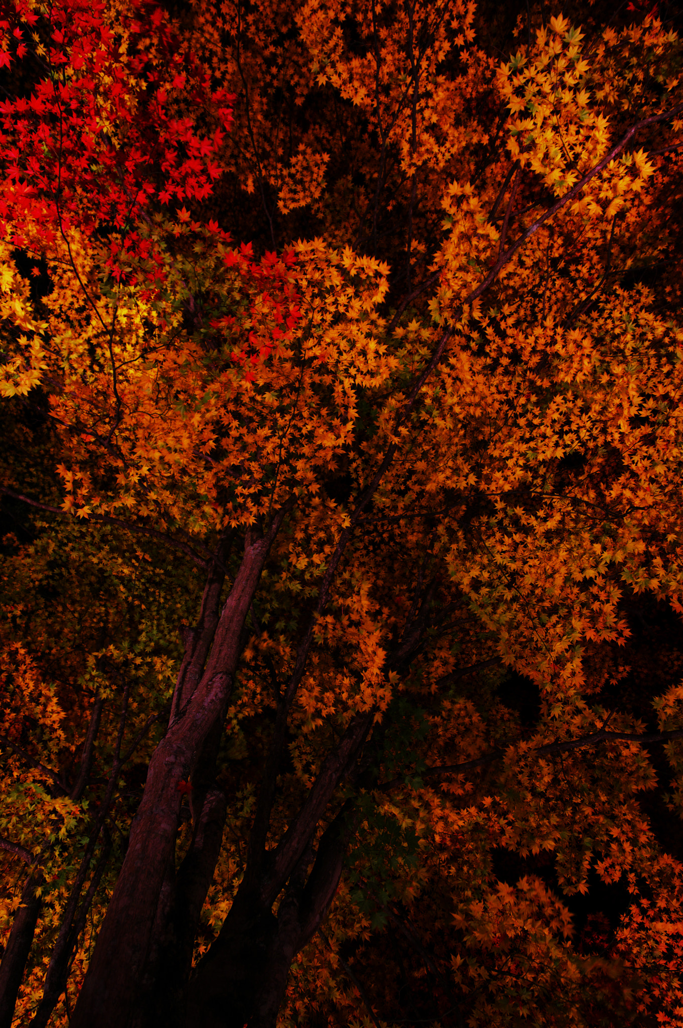 Pentax K-3 II sample photo. Red leaves of autumn photography