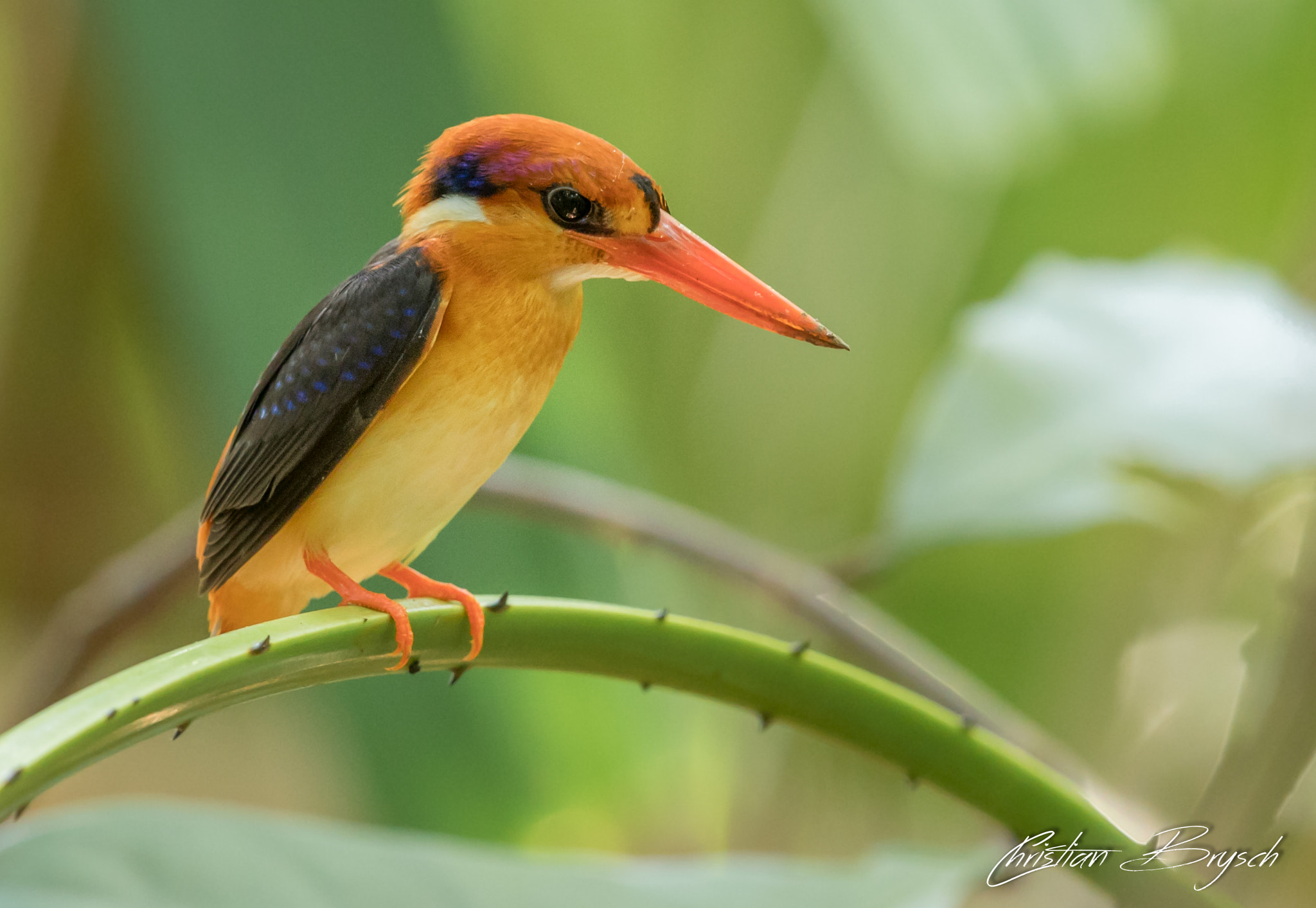 Canon EF 500mm F4L IS II USM sample photo