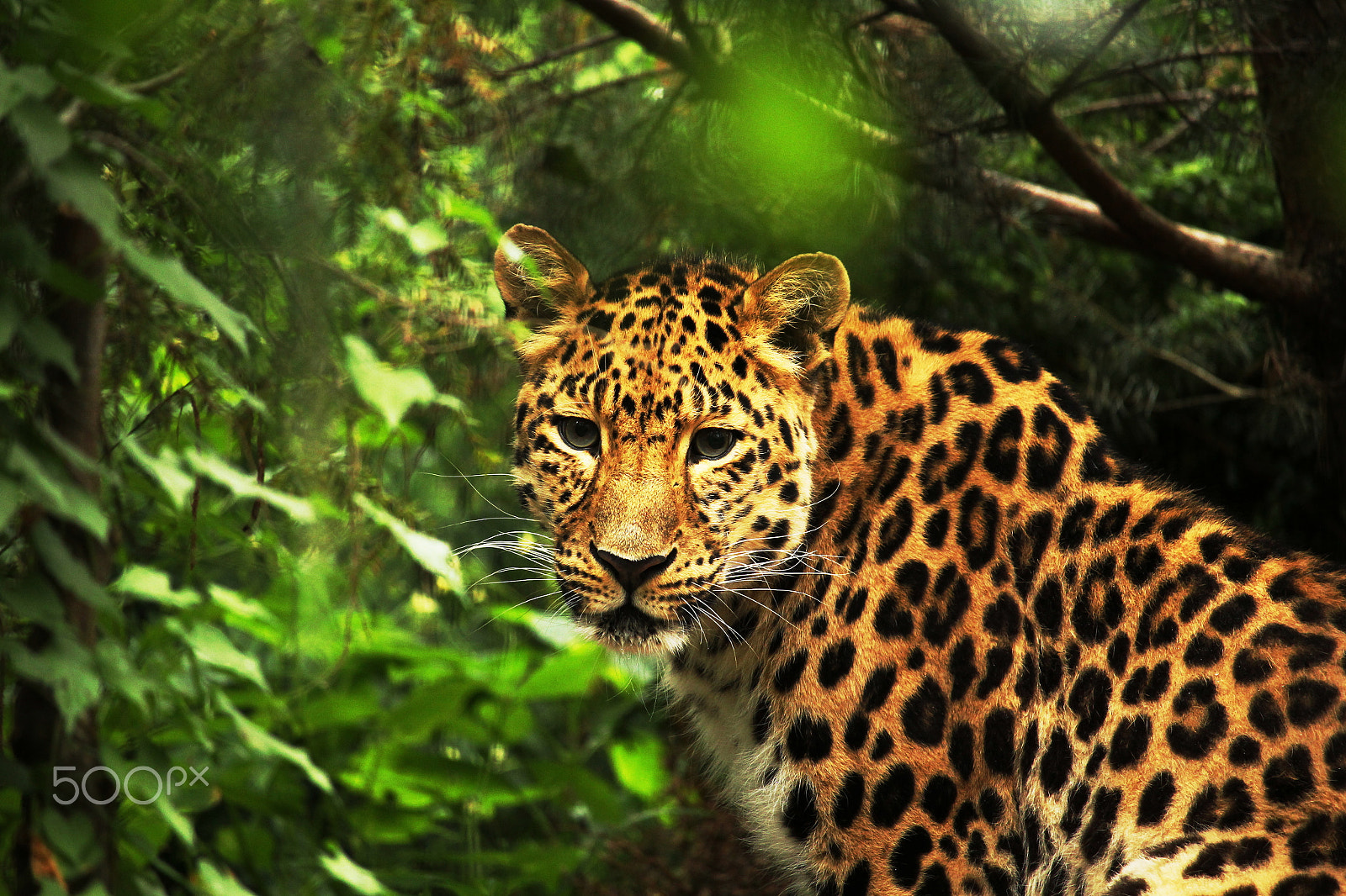 Canon EF-S 55-250mm F4-5.6 IS STM sample photo. Leopard reupload photography