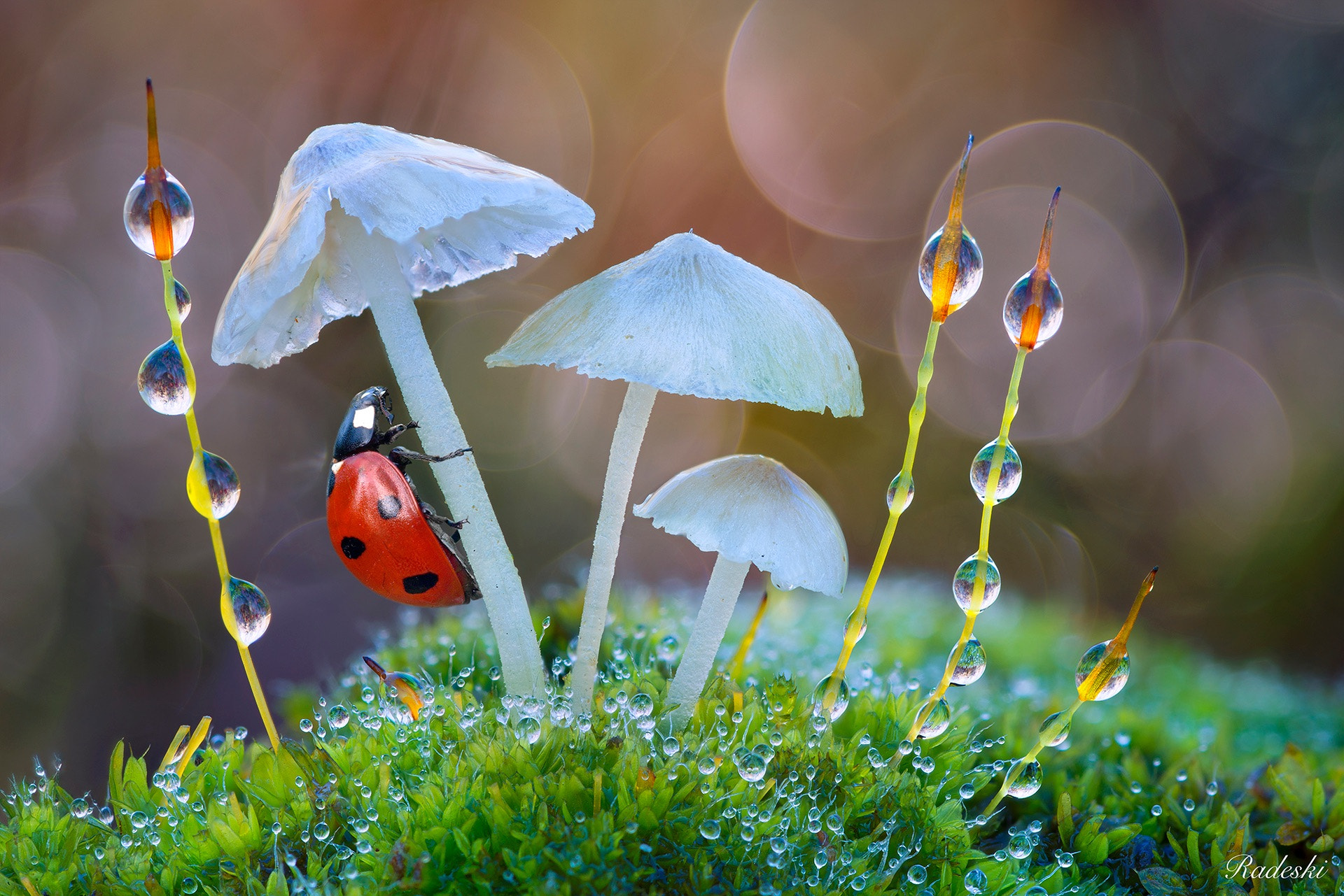Nikon D800E + Nikon AF Micro-Nikkor 60mm F2.8D sample photo. Nel micro bosco  photography
