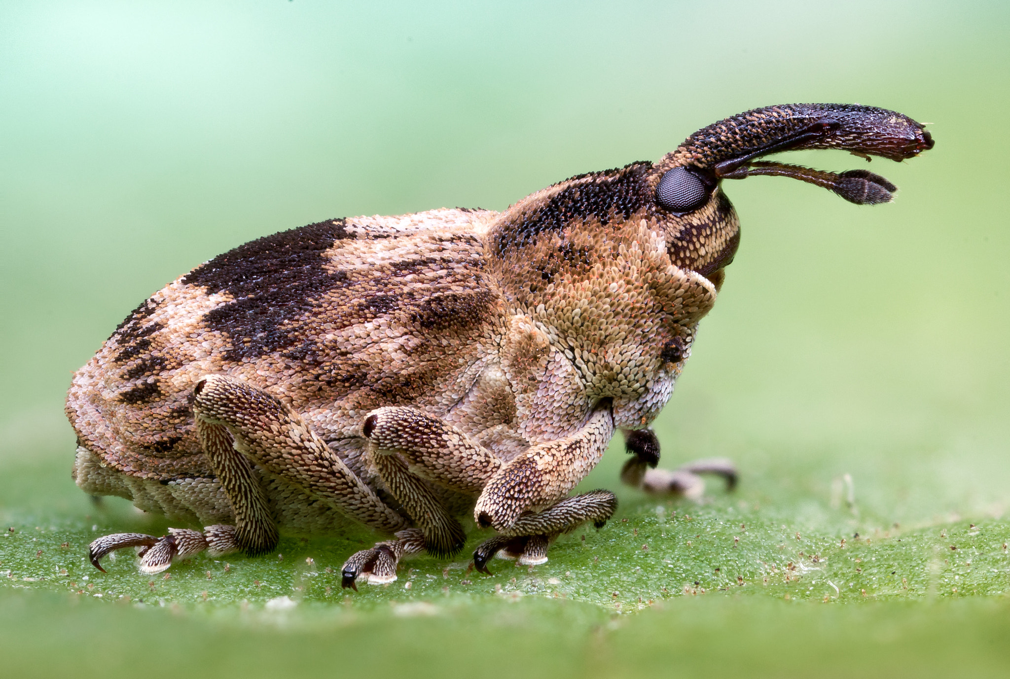 Canon EOS 760D (EOS Rebel T6s / EOS 8000D) + Canon MP-E 65mm F2.5 1-5x Macro Photo sample photo. Odd little weevil photography