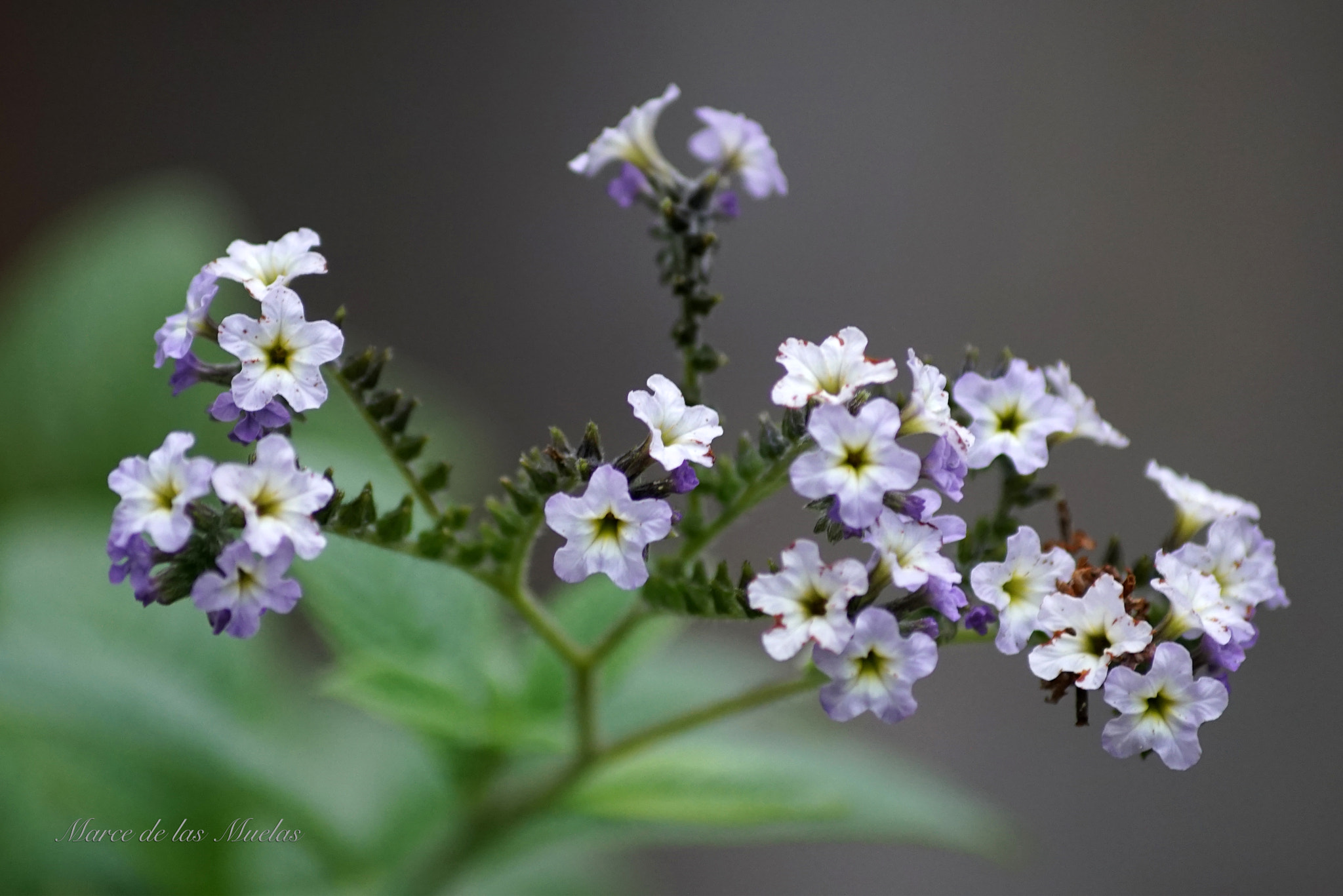 Sony DT 55-200mm F4-5.6 SAM sample photo. Diminutas... photography