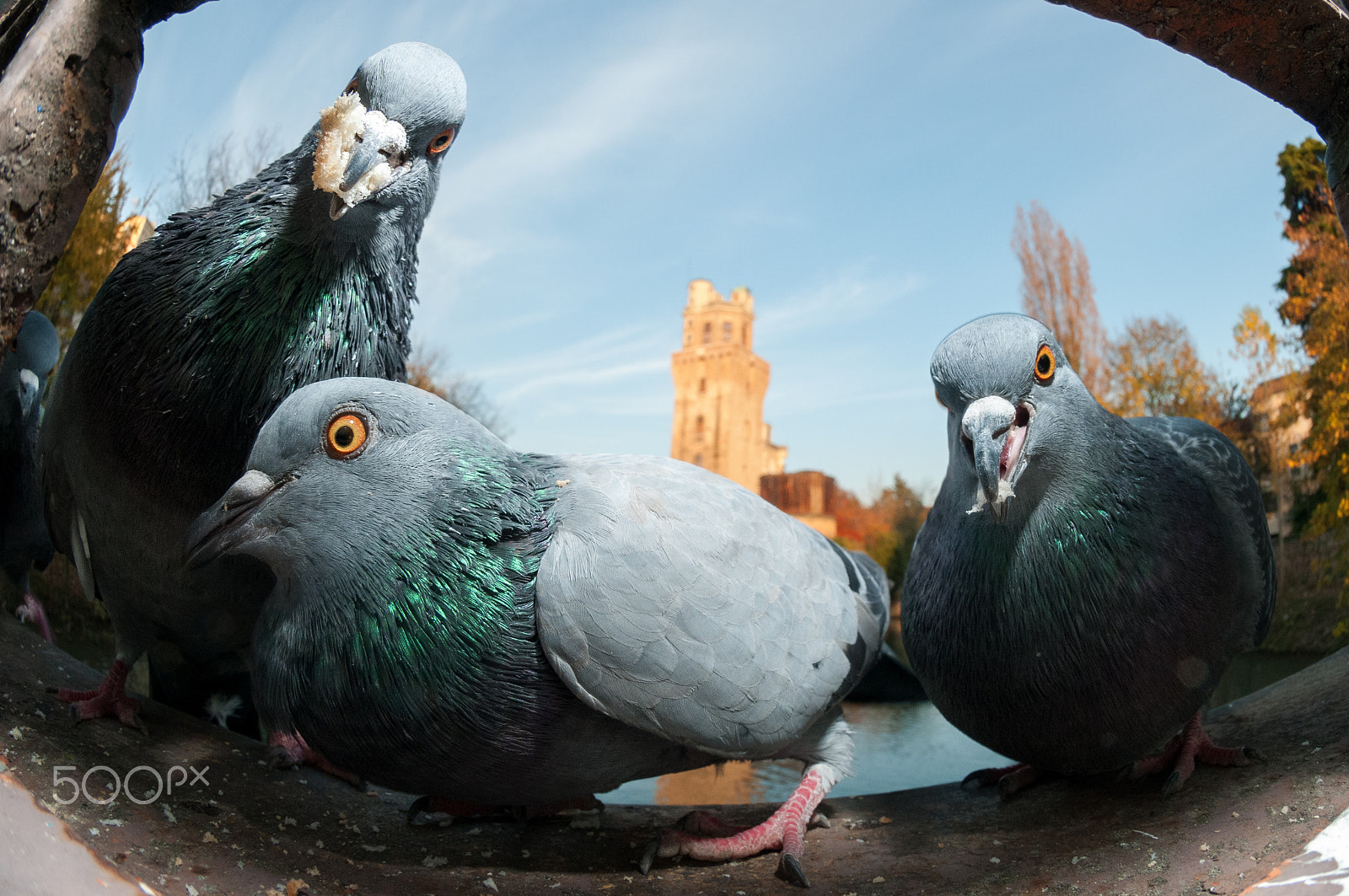 Nikon AF DX Fisheye-Nikkor 10.5mm F2.8G ED sample photo. Gangster pigeons photography