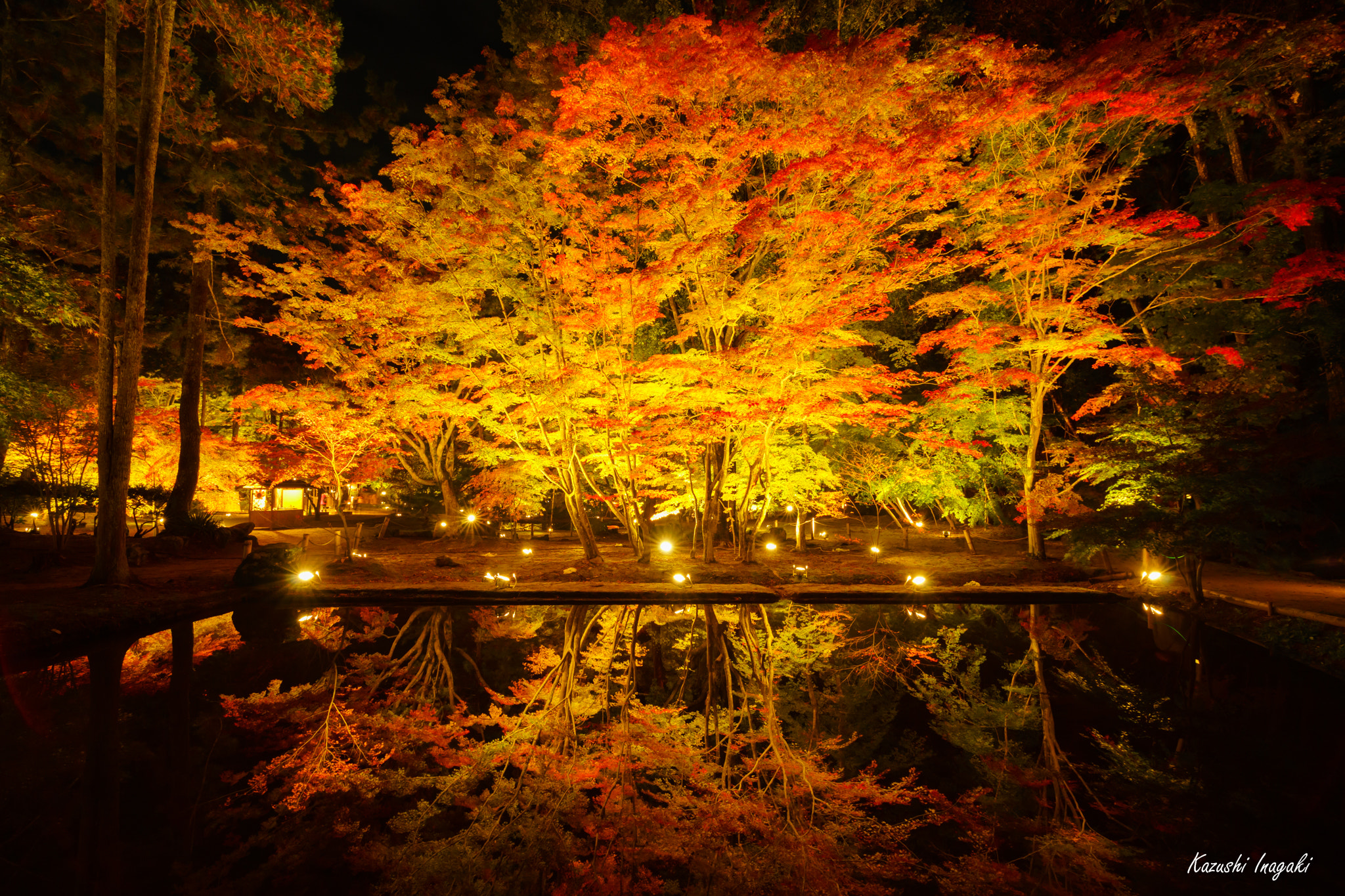 Sony a99 II sample photo. Illuminated autumn leaves photography