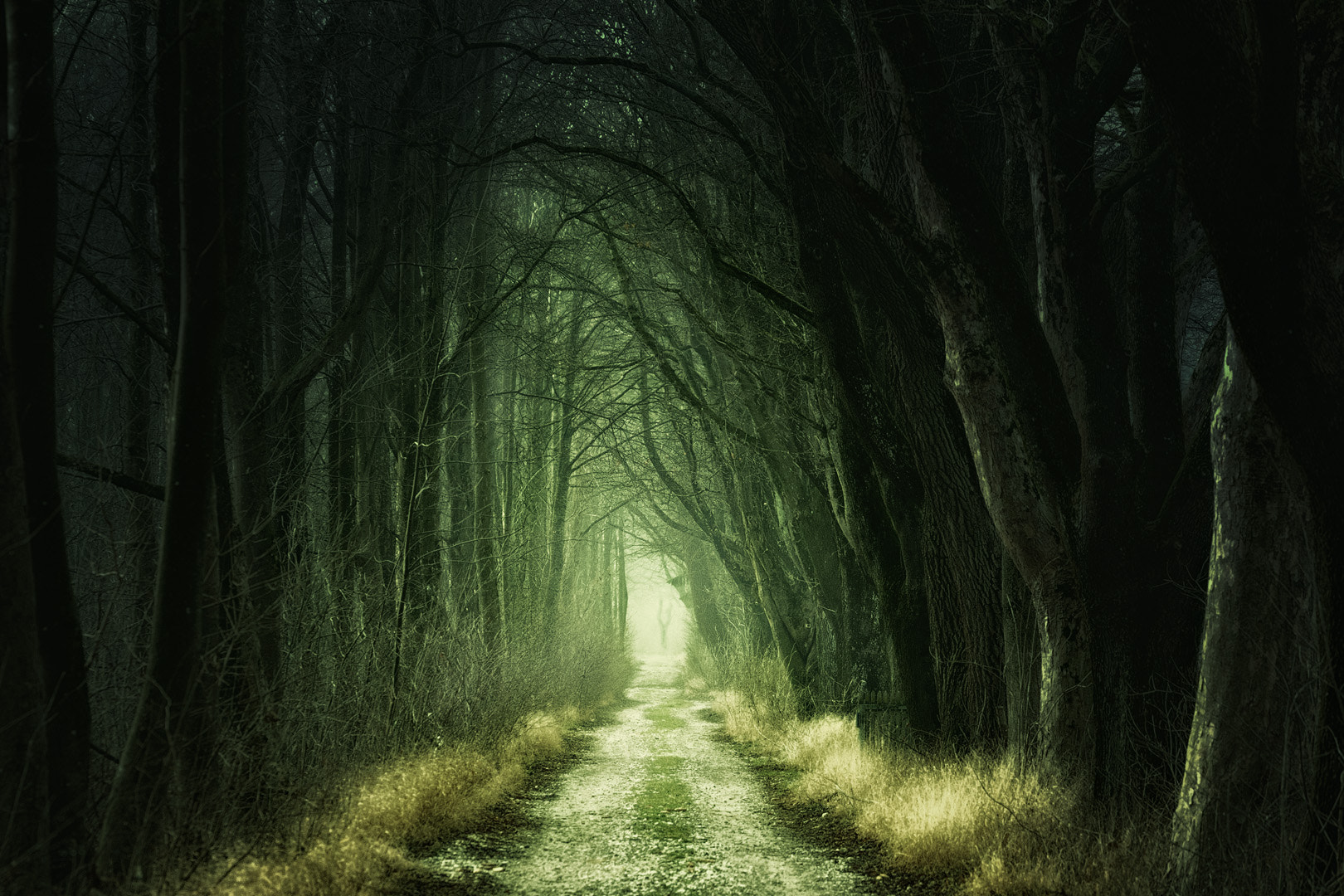 Sony a7 sample photo. Dark forest road photography