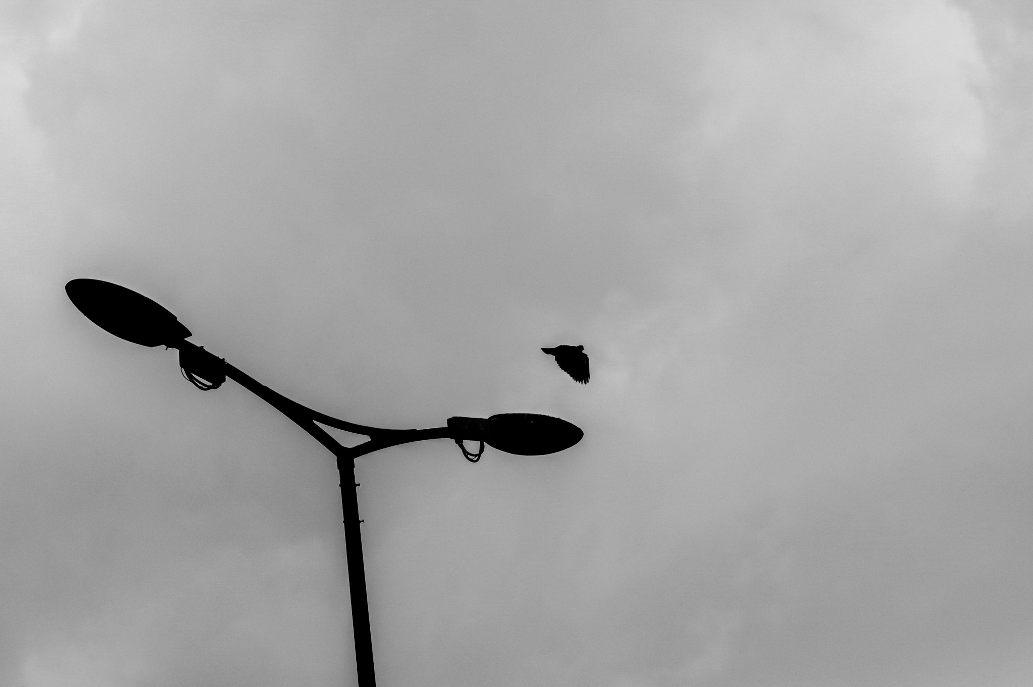 smc PENTAX-FA 135mm F2.8 [IF] sample photo. Fly photography