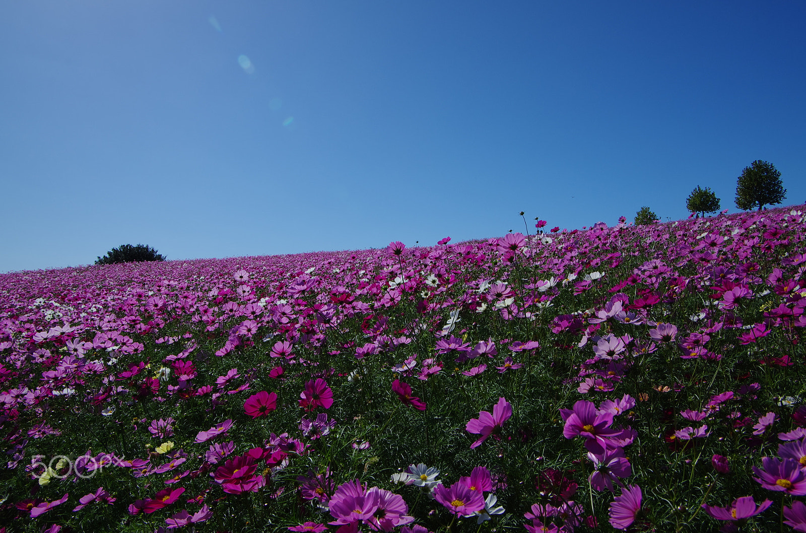 Pentax K-5 IIs sample photo. Cosmos slope photography