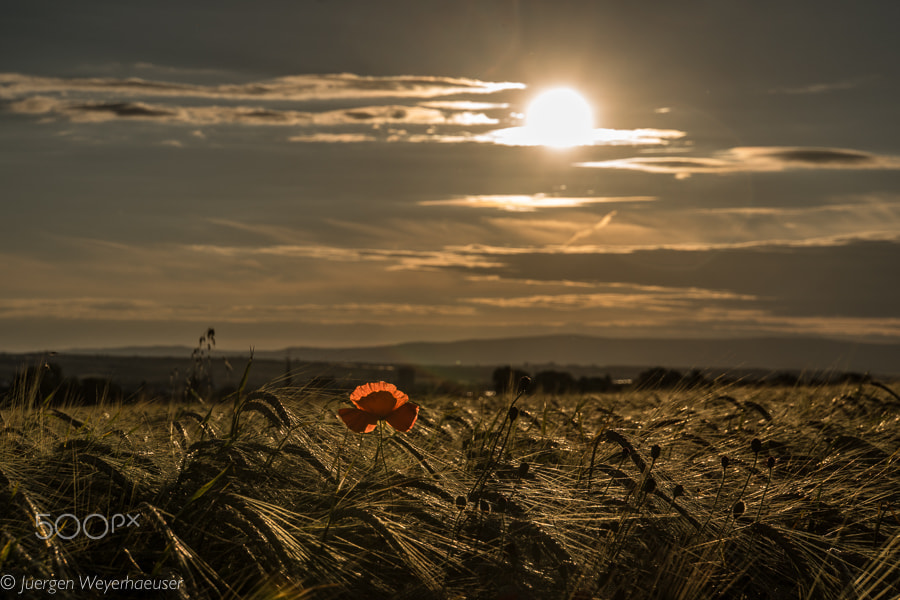 Sony a6300 + Sony E 18-200mm F3.5-6.3 OSS sample photo. Red puppy in sundown photography