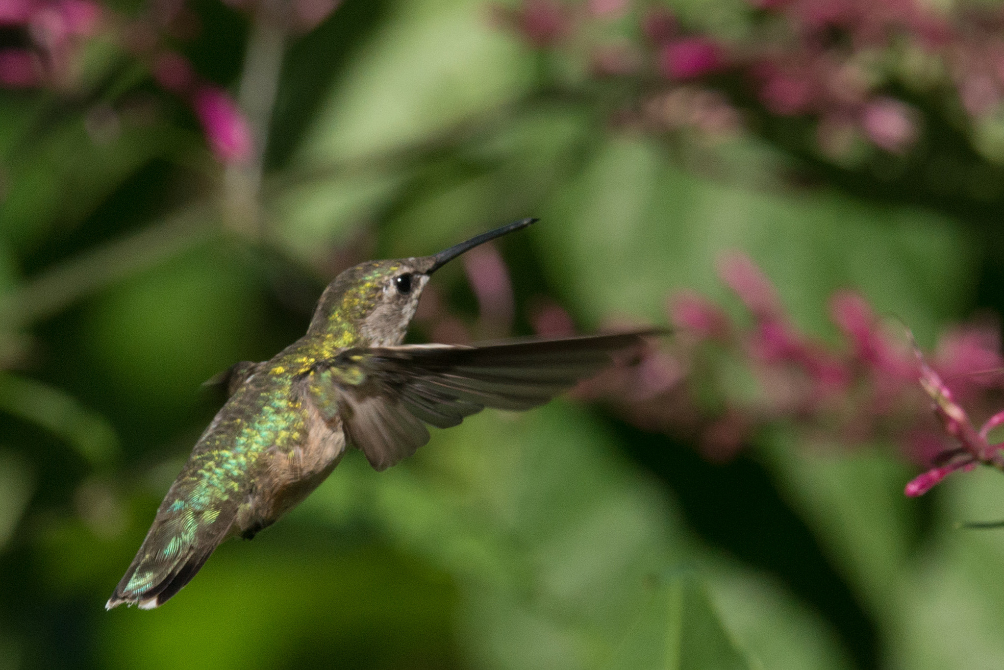 Nikon D800E + Nikon AF-S Nikkor 200-400mm F4G ED-IF VR sample photo. Hummingbird photography