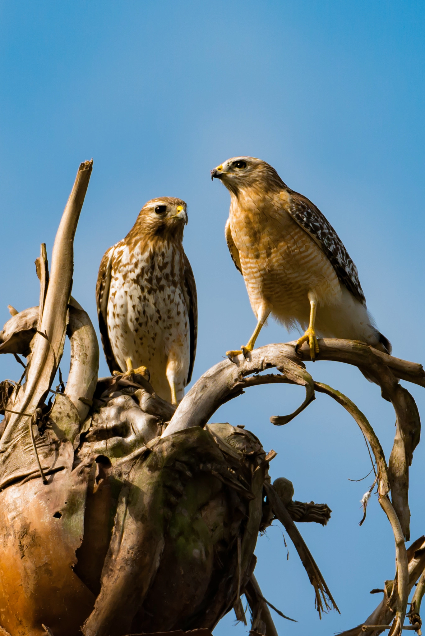 Nikon D800E + Nikon AF-S Nikkor 200-400mm F4G ED-IF VR sample photo. Sisters photography