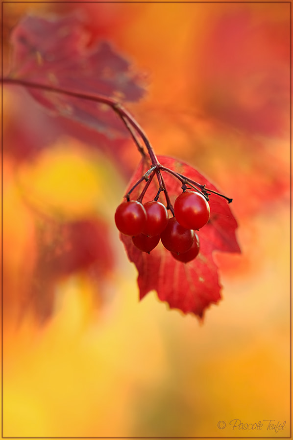 Nikon D5000 + Sigma 150mm F2.8 EX DG Macro HSM sample photo. Seeing november grey through red-coloured  glasses photography