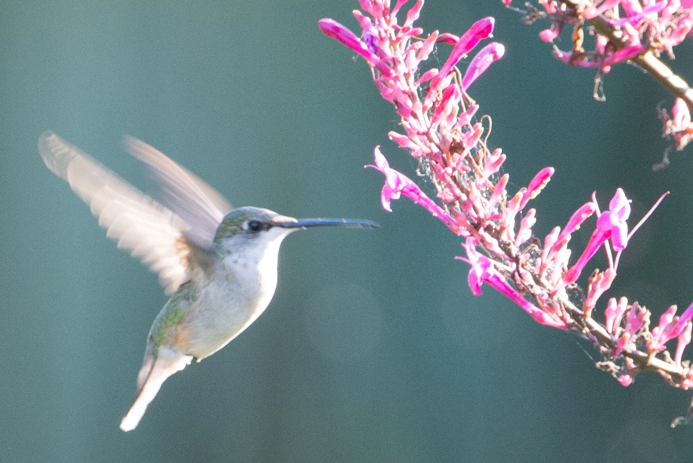 Nikon AF-S Nikkor 200-400mm F4G ED-IF VR sample photo. Feeding time photography