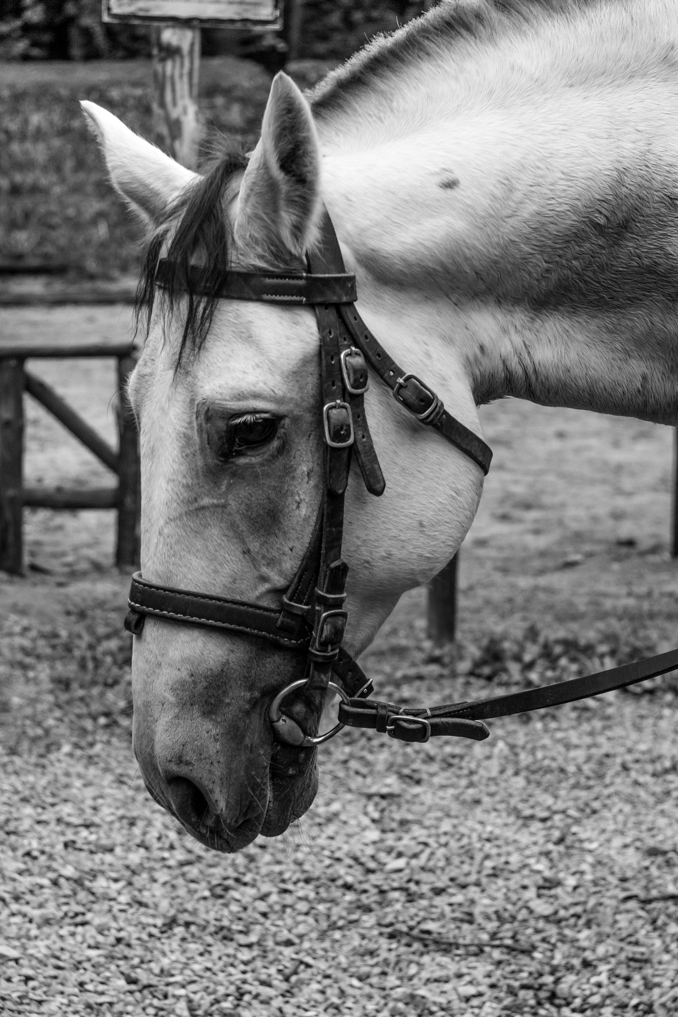 Canon EF-S 17-85mm F4-5.6 IS USM sample photo. Desperate humble horse photography