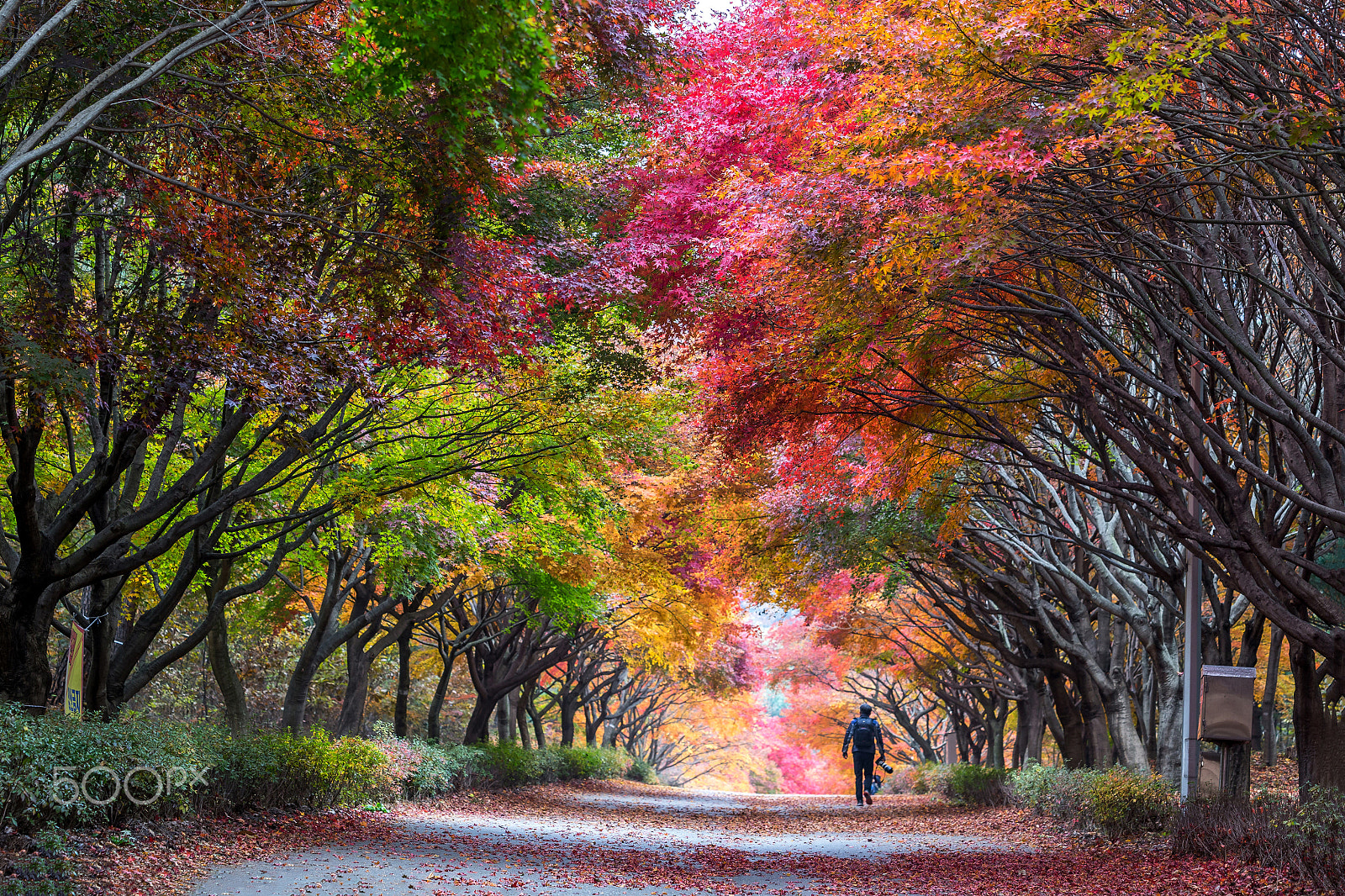 Canon EF 70-200mm F2.8L IS USM sample photo. Autumnal tunnel photography